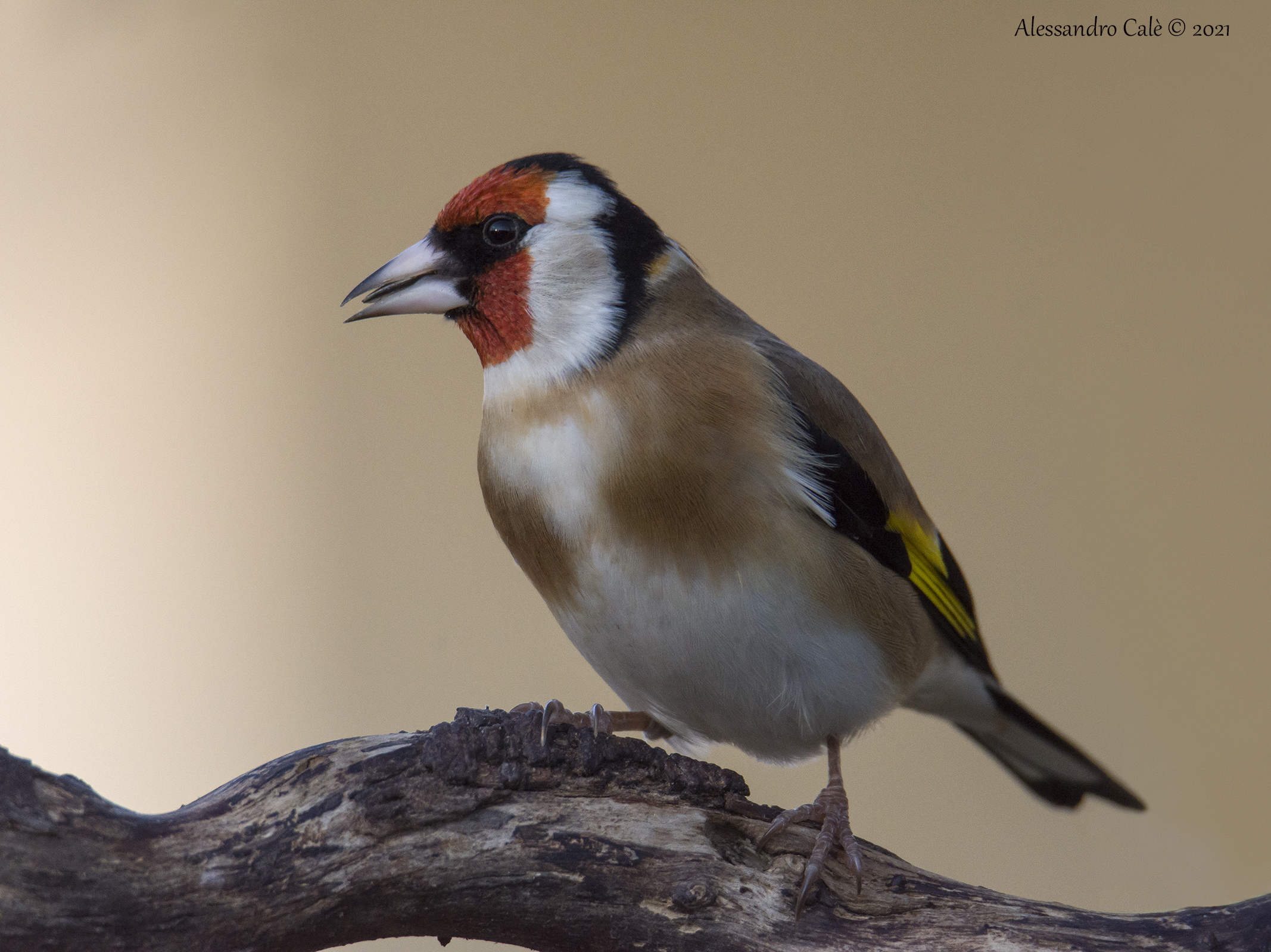 Carduelis carduelis (Cardellino) 1950