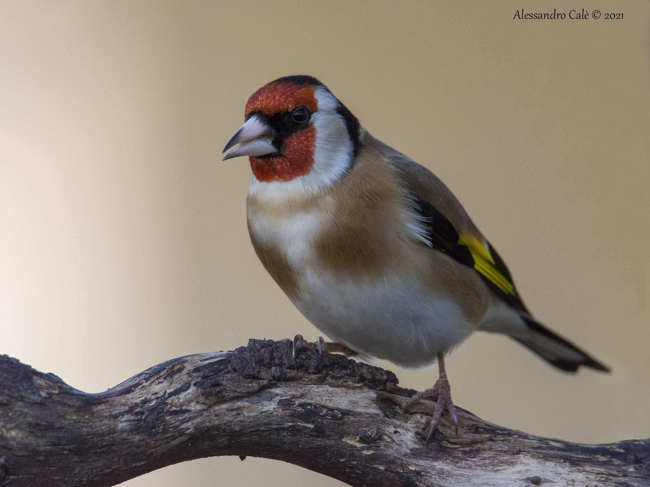 Carduelis carduelis (Cardellino) 1974