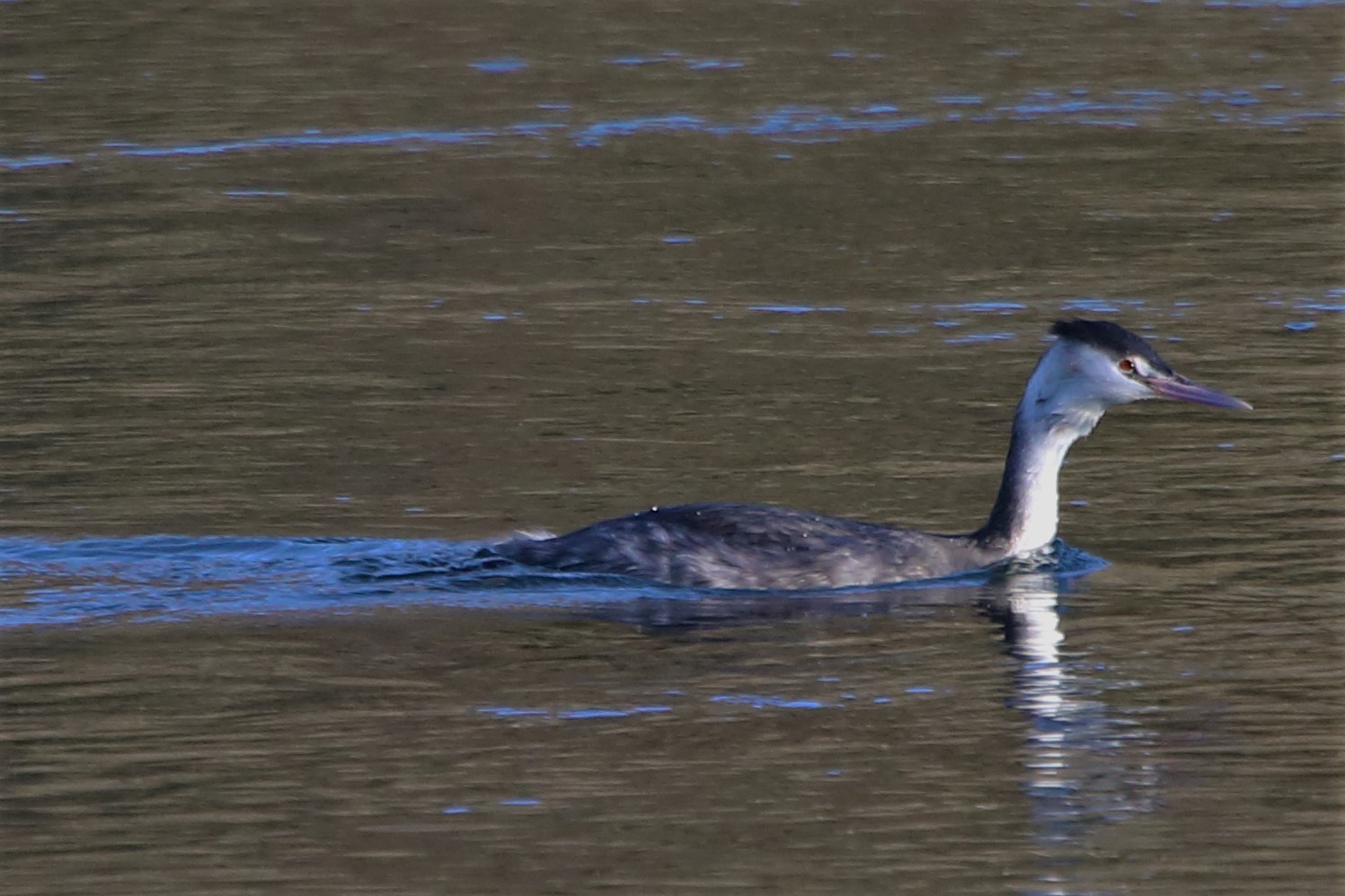 grebe
