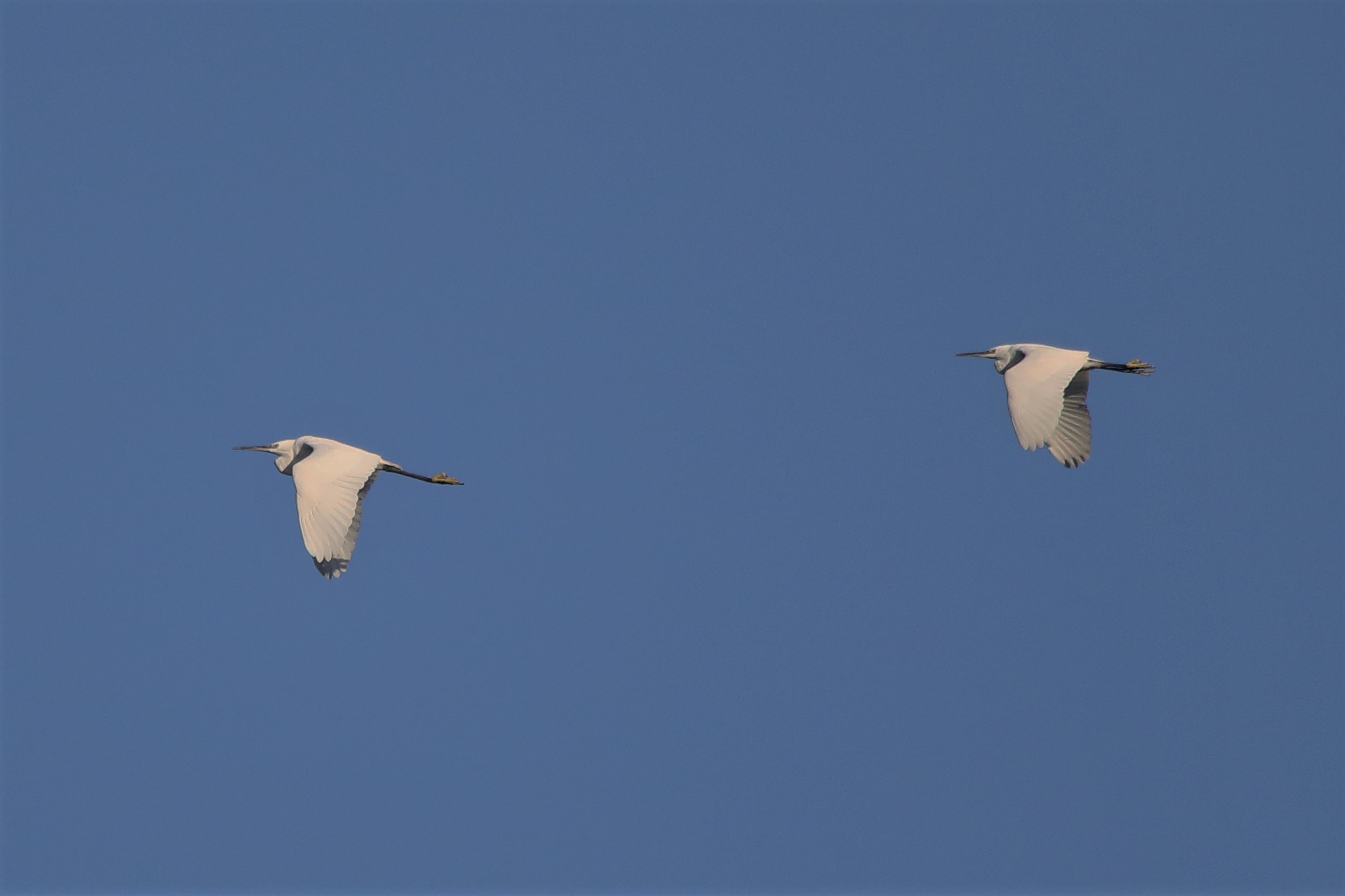 Egrets