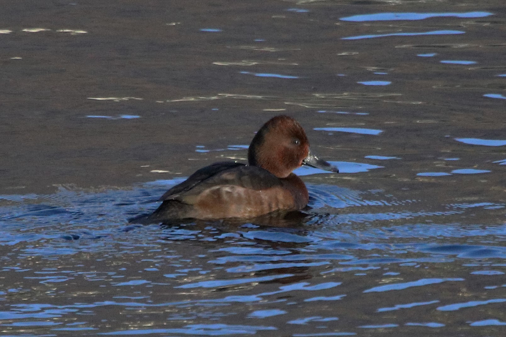 ferruginous duck