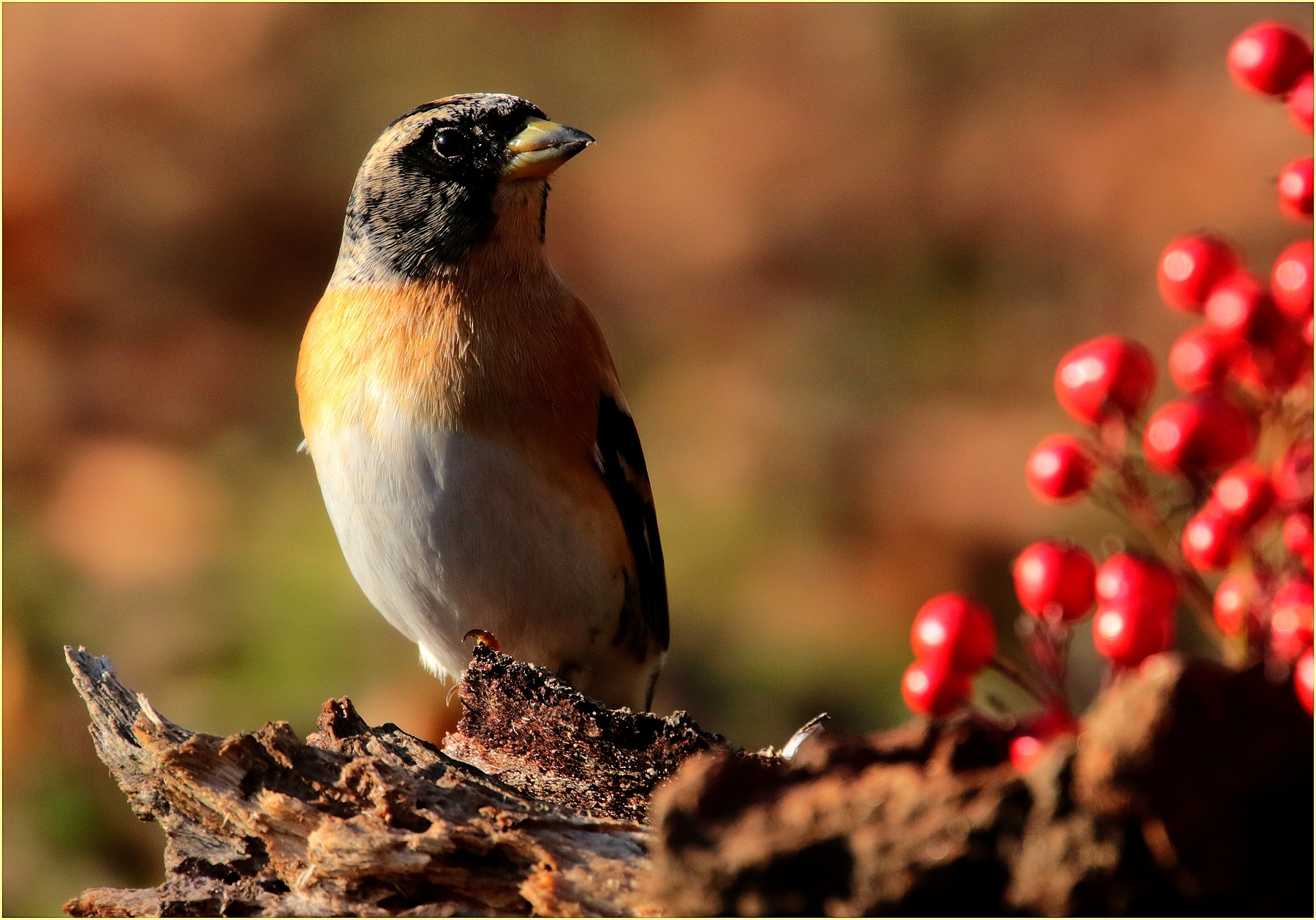 ,, Peppola at sunset ,, Ticino Park