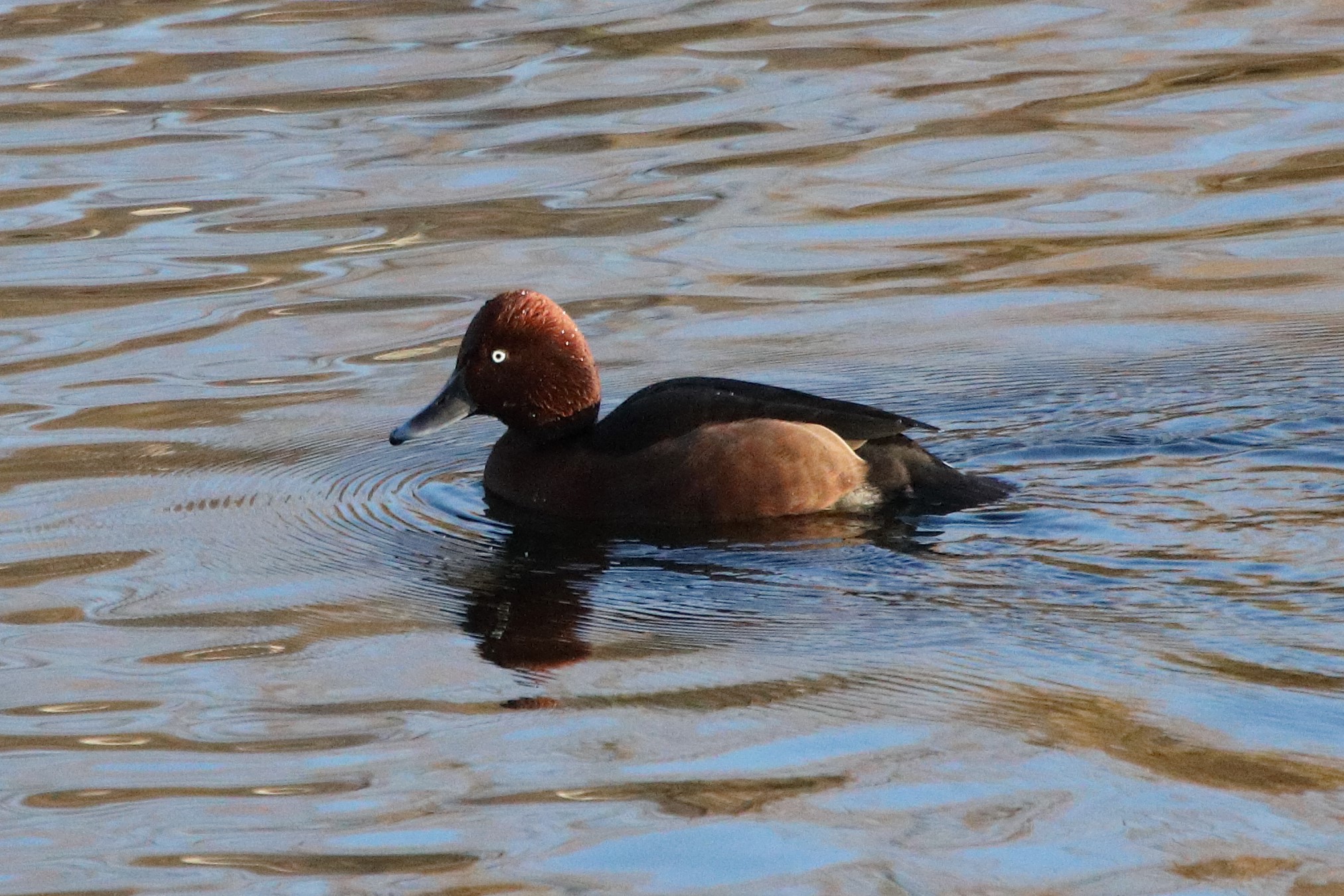 ferruginous duck