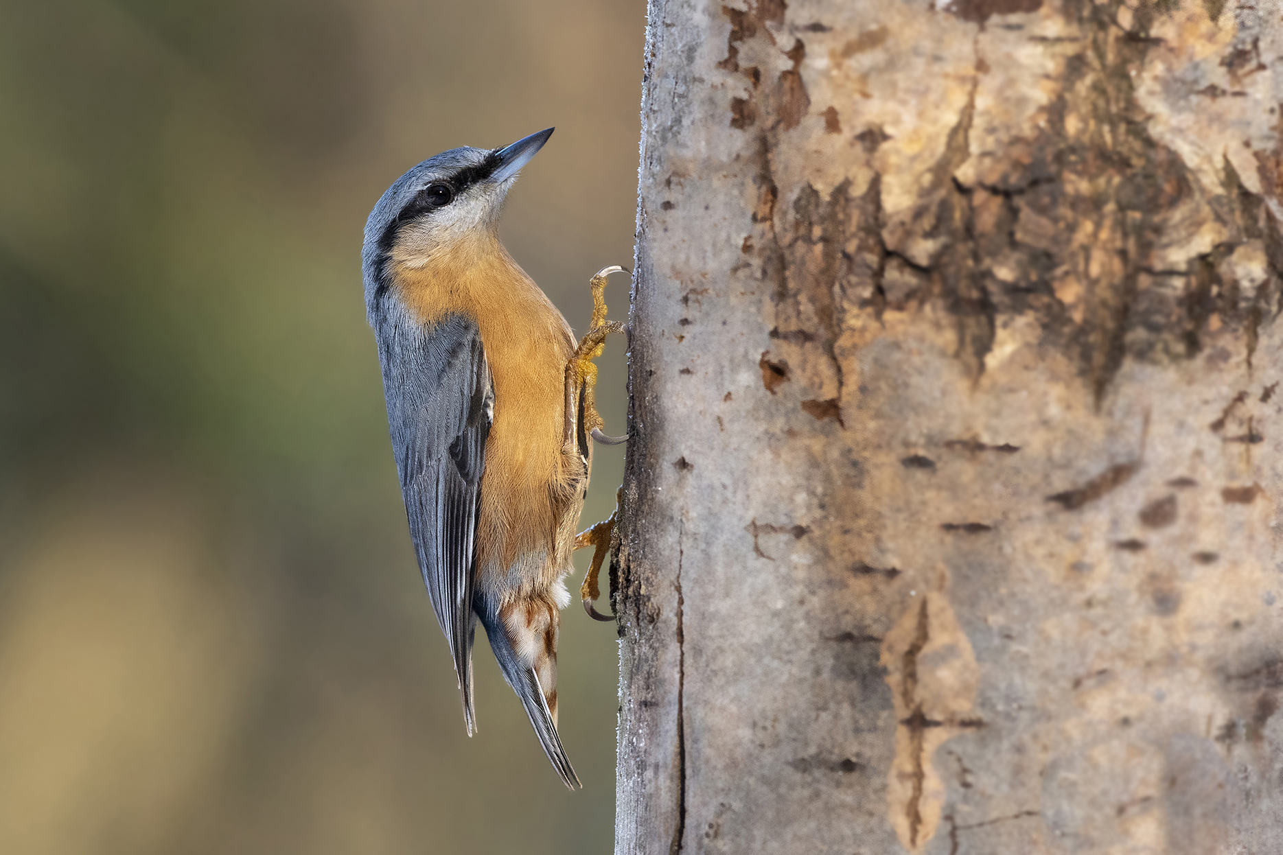 Picchio Muratore scalatore