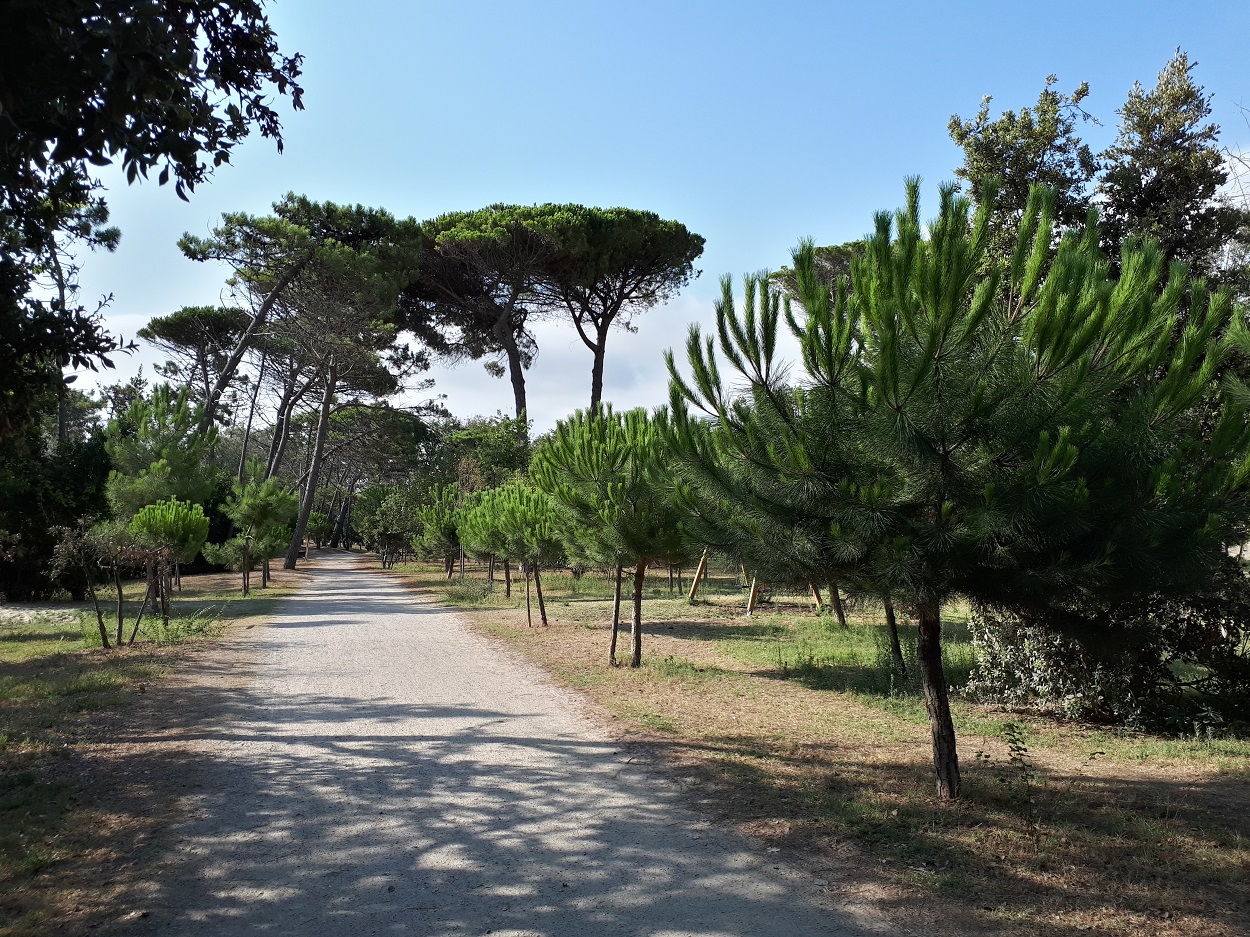 Pineta di Cervia