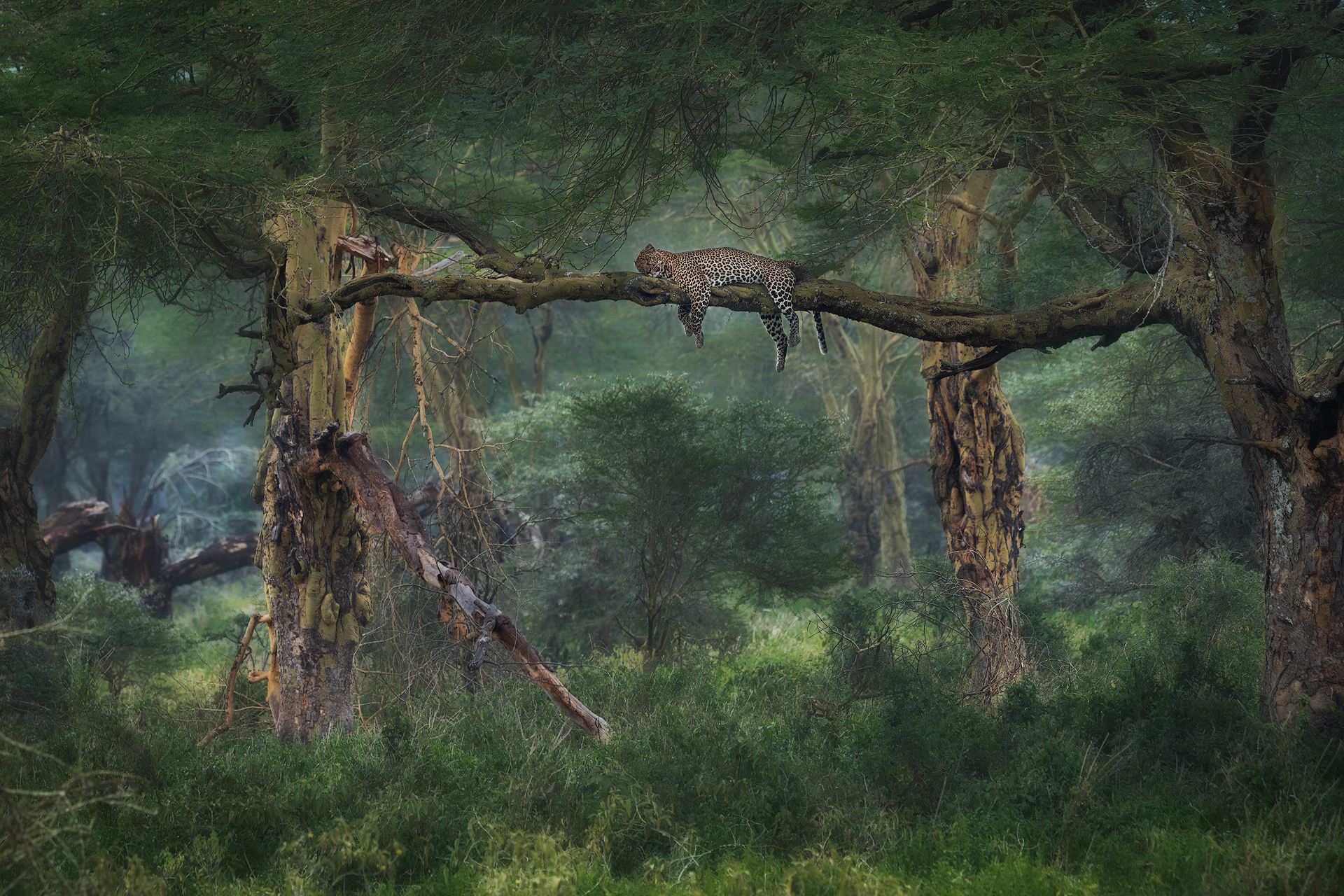 Sleeping in the forest