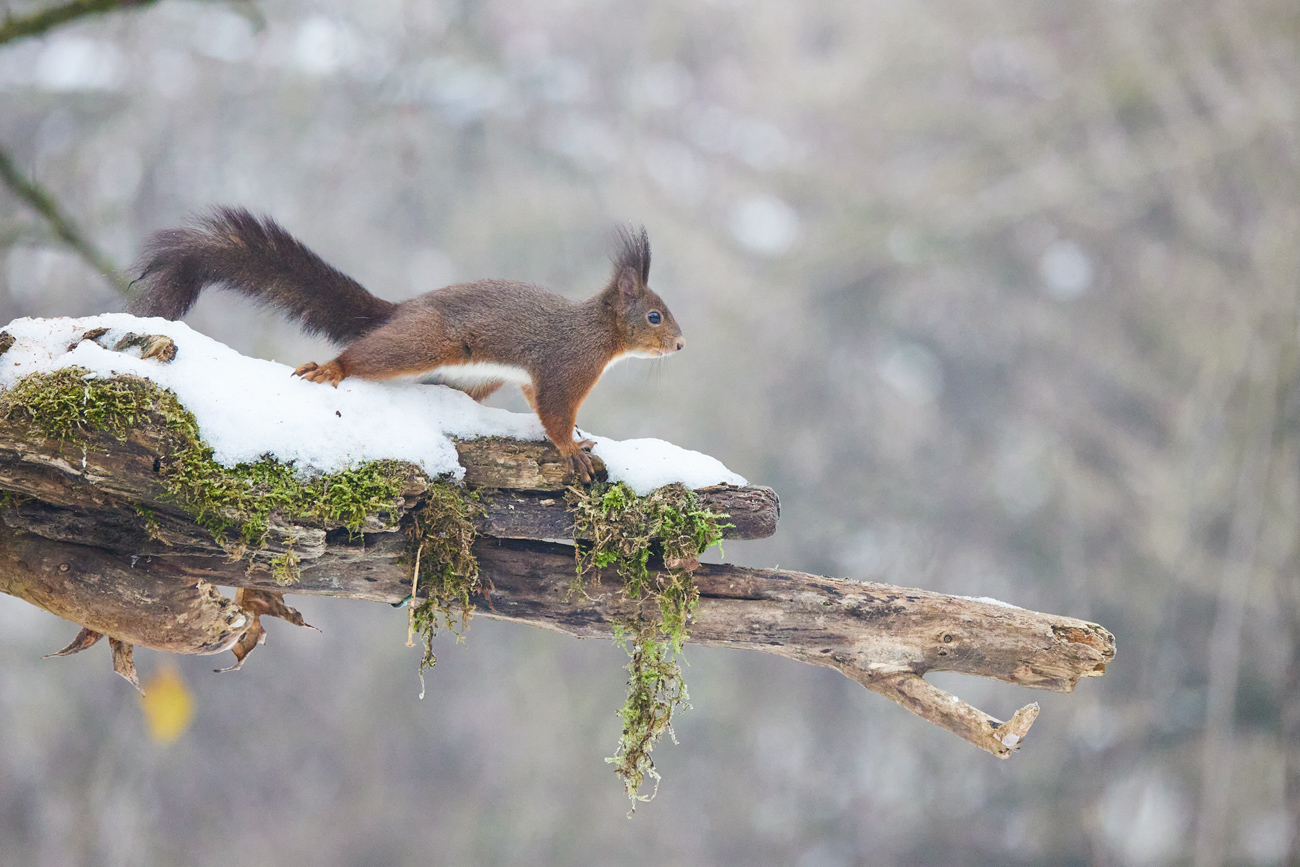 red squirrel