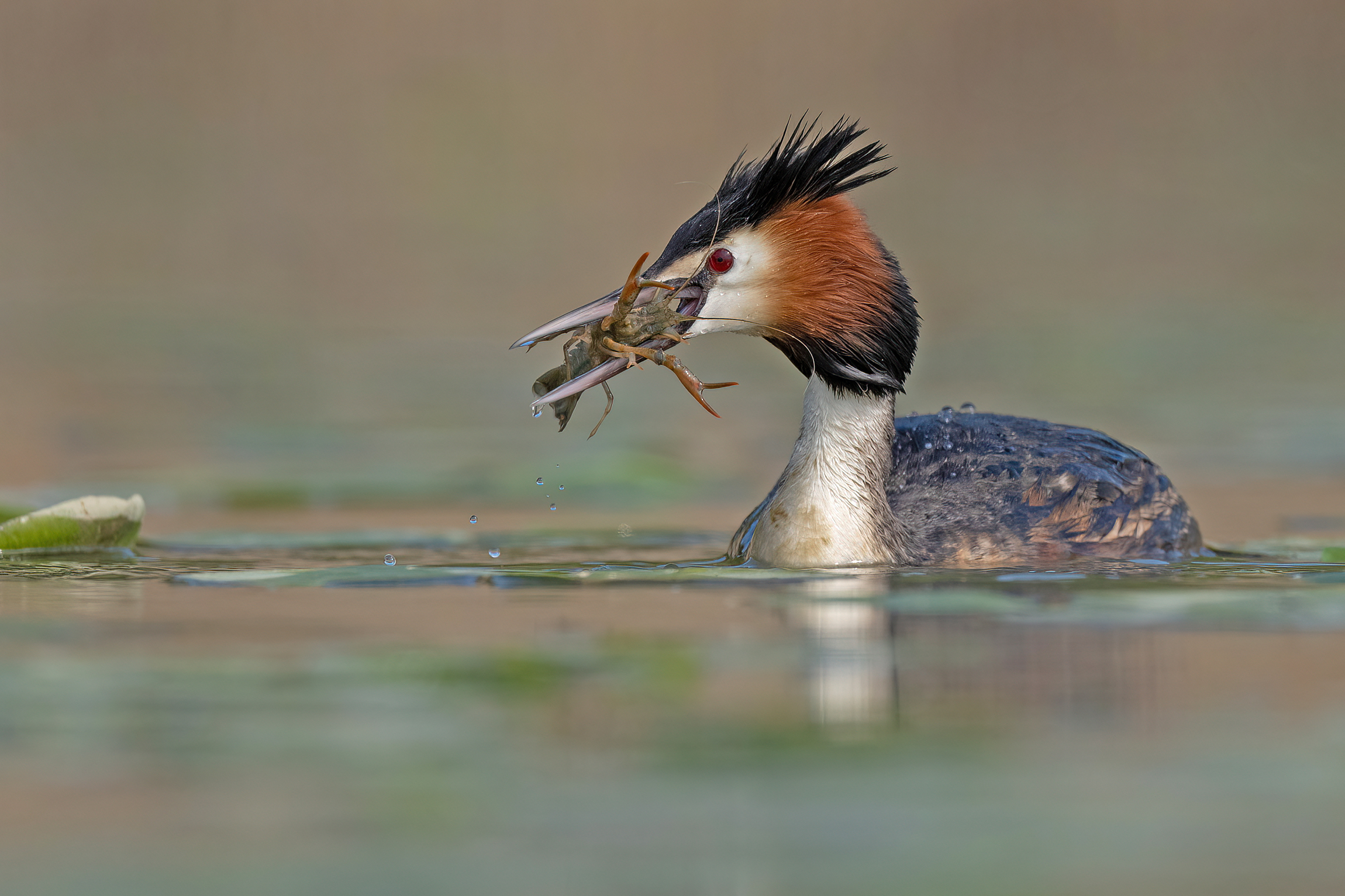 The Grebe and the shrimp