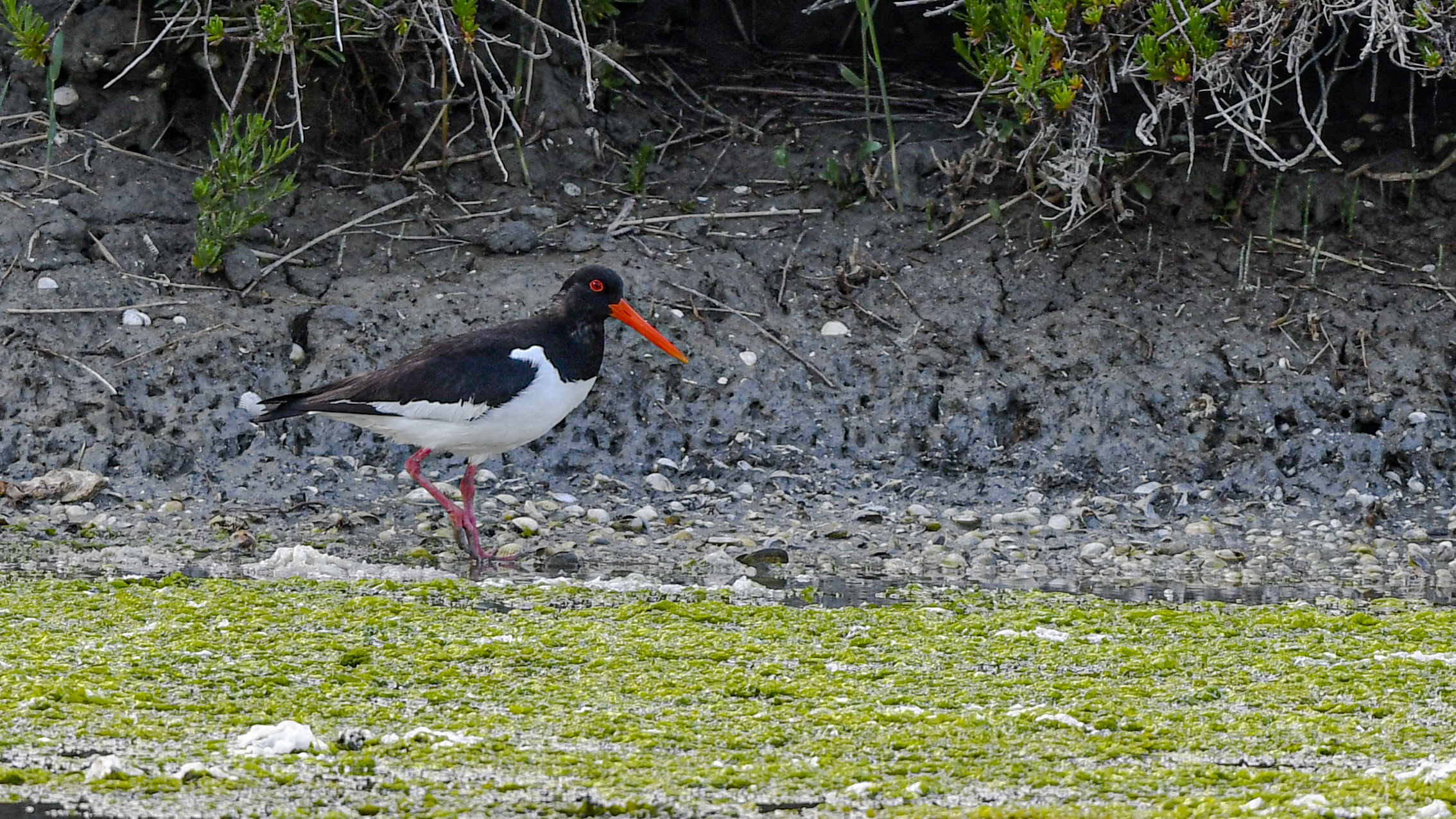 Beccaccia mi mare !!