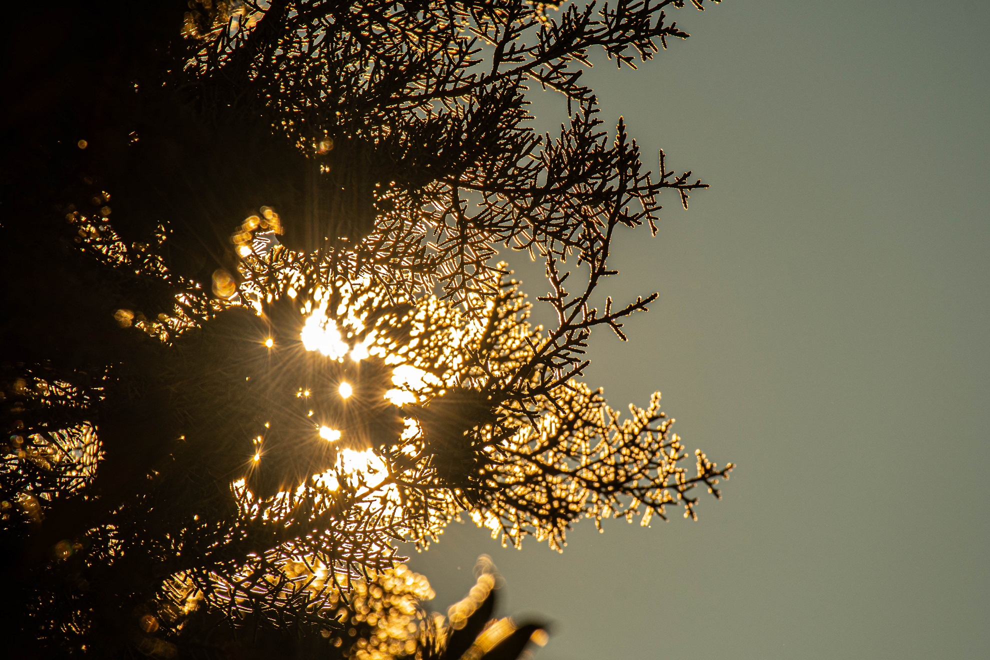 l'albero di natale del 2021