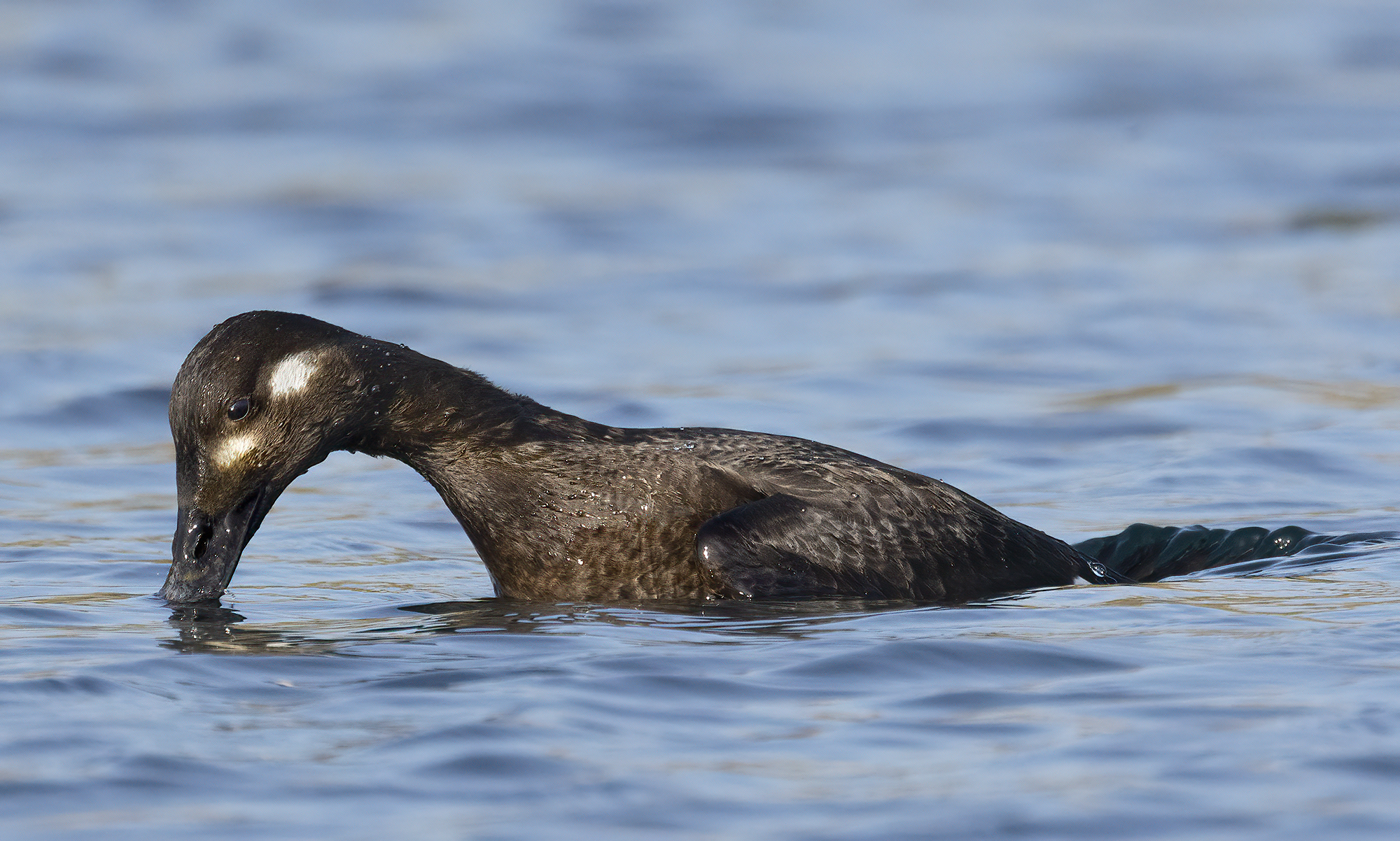 il tuffo dell'orco, orco marino