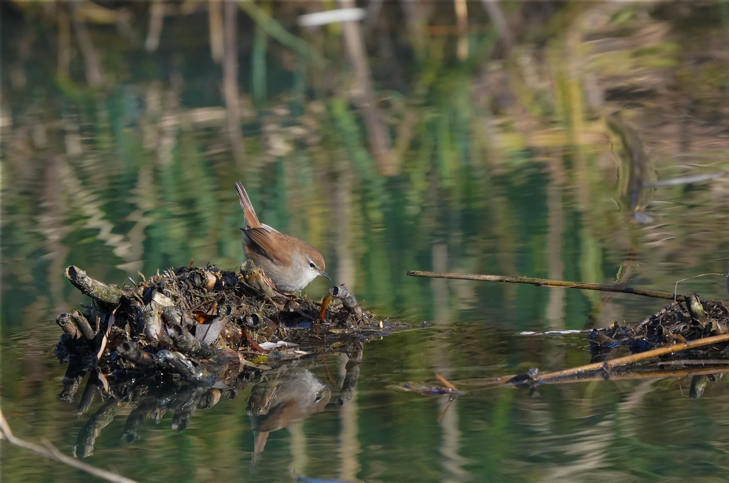 river nightingale
