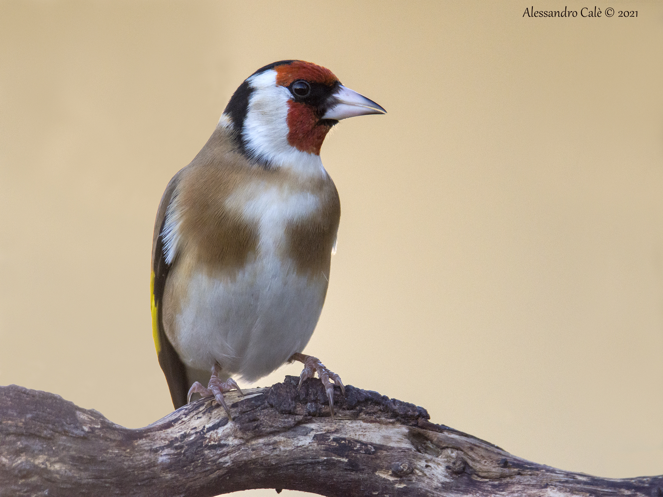 Carduelis carduelis (Cardellino) 1905
