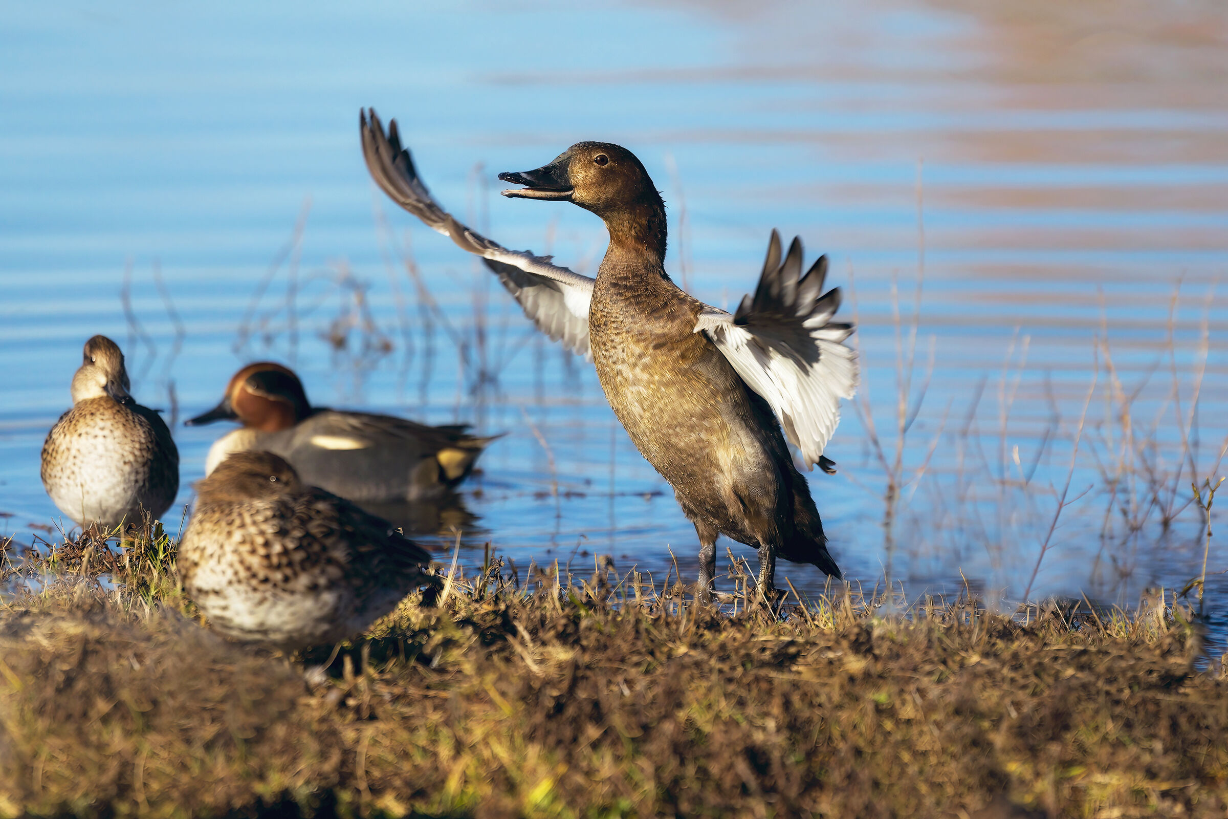 common pochard