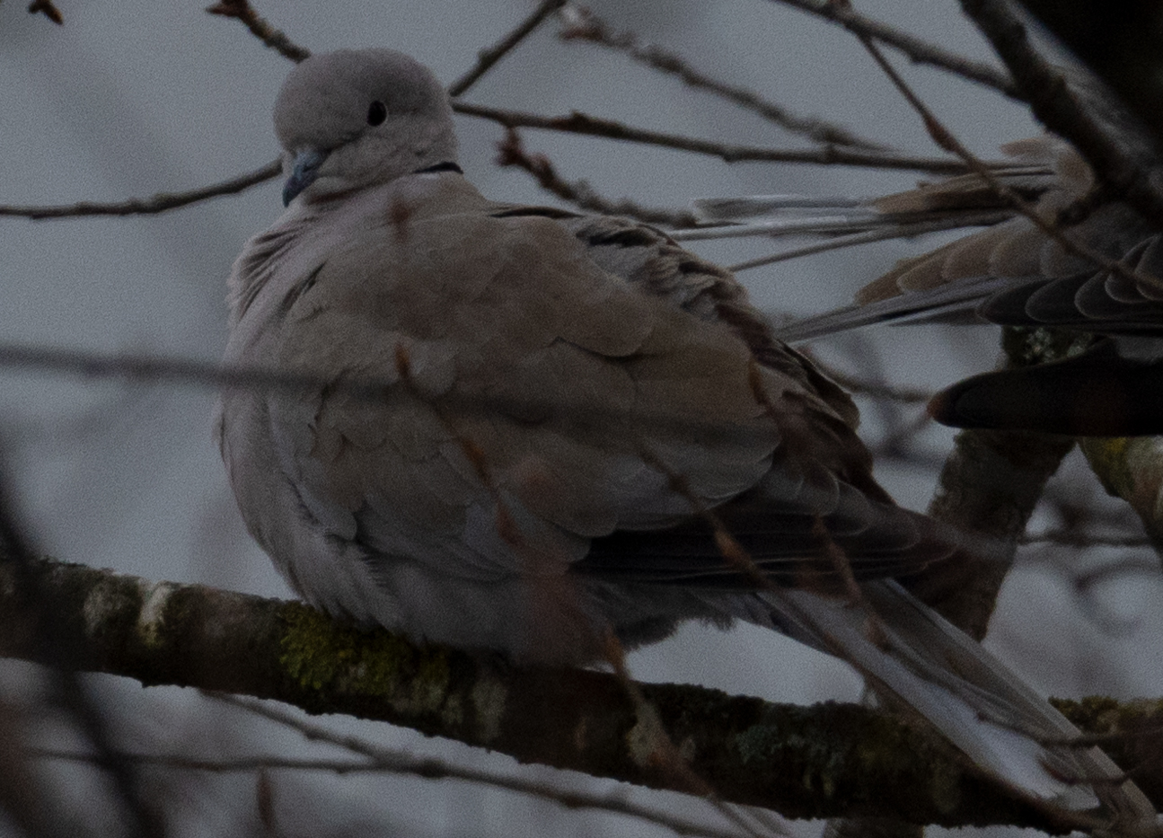 R5-tamron 150-600 crop 100%