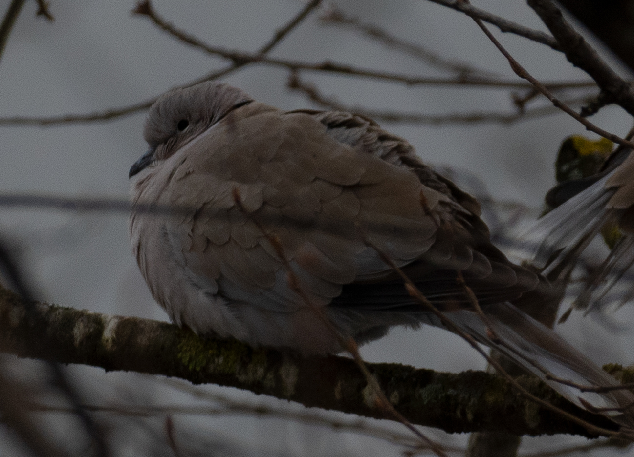 a6500-sony 70-350G crop 100%