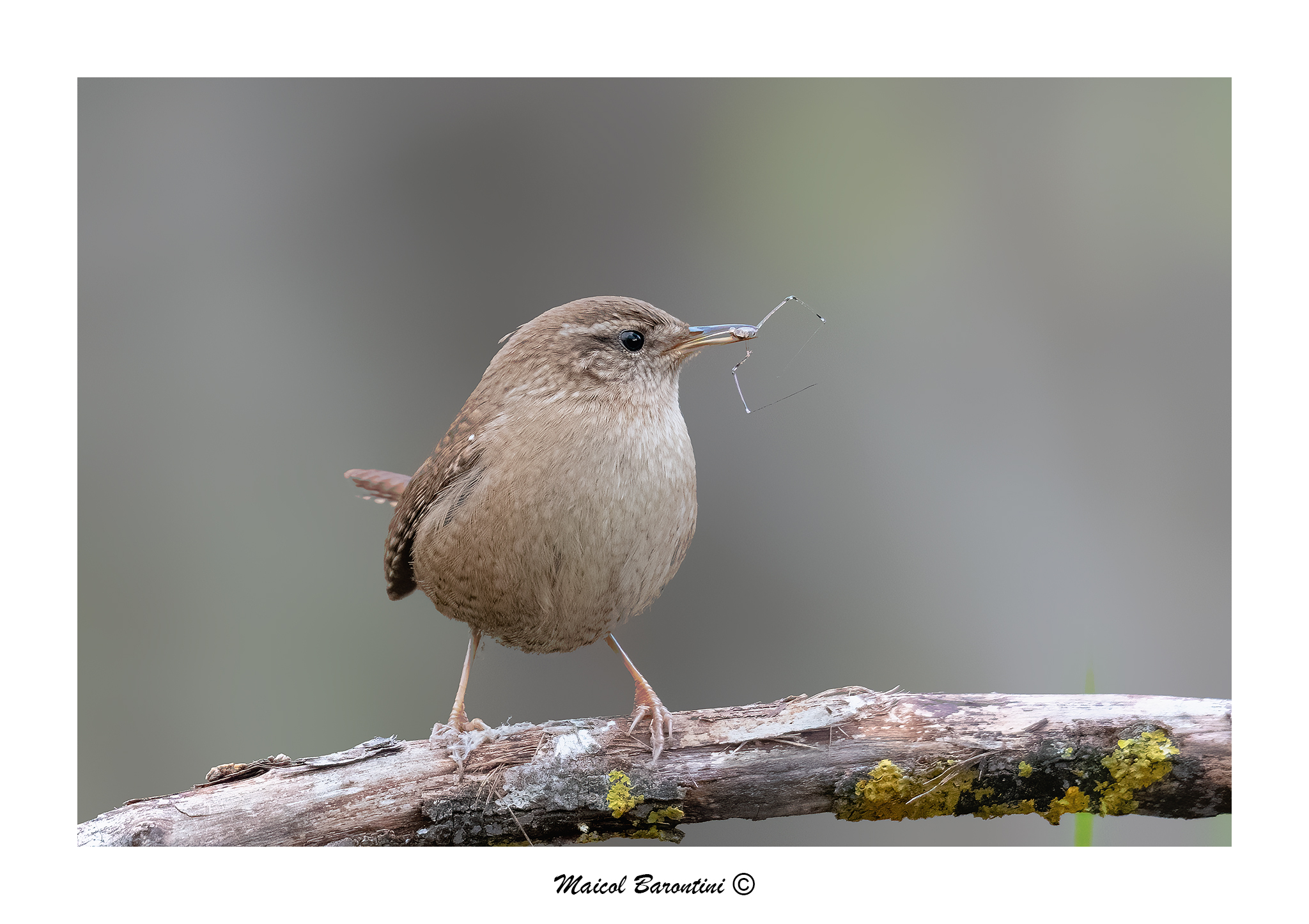 Scricciolo con ragnetto