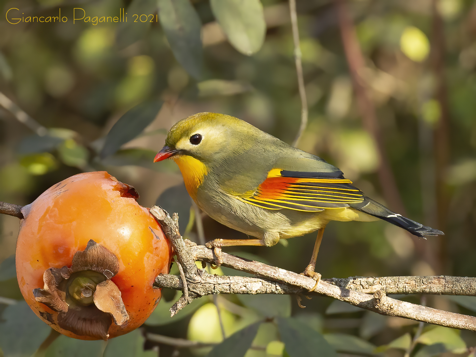 Usignolo del Giappone