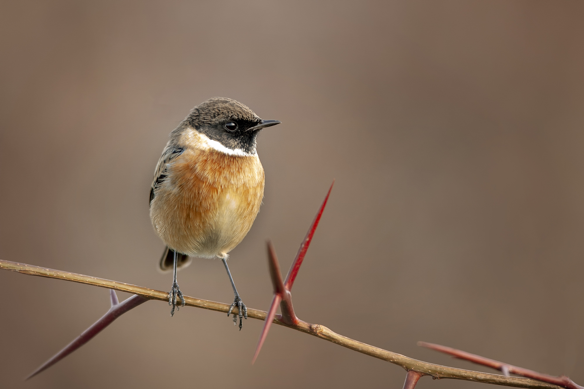Male saltimpalo