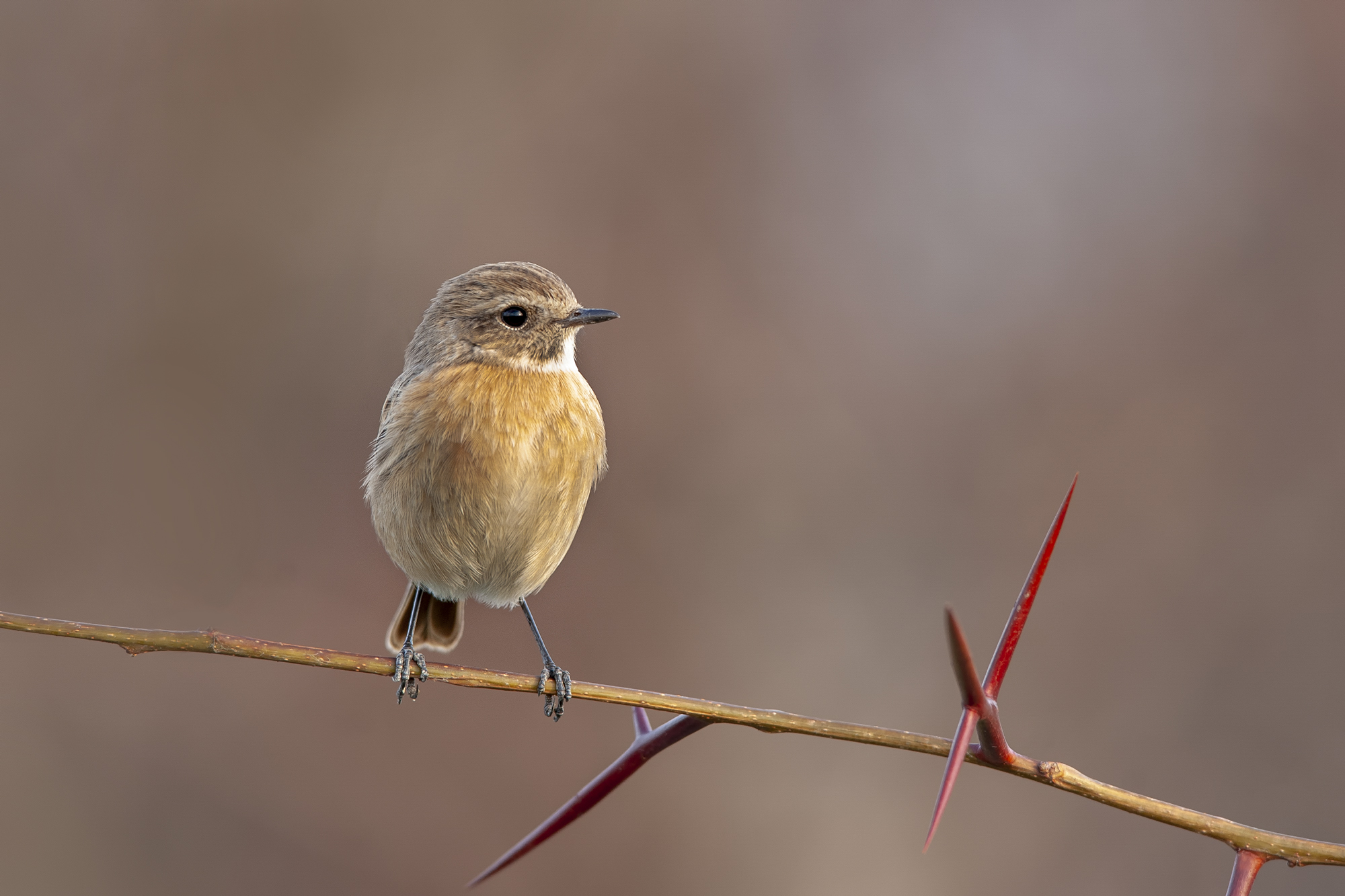 Female Saltimpalo