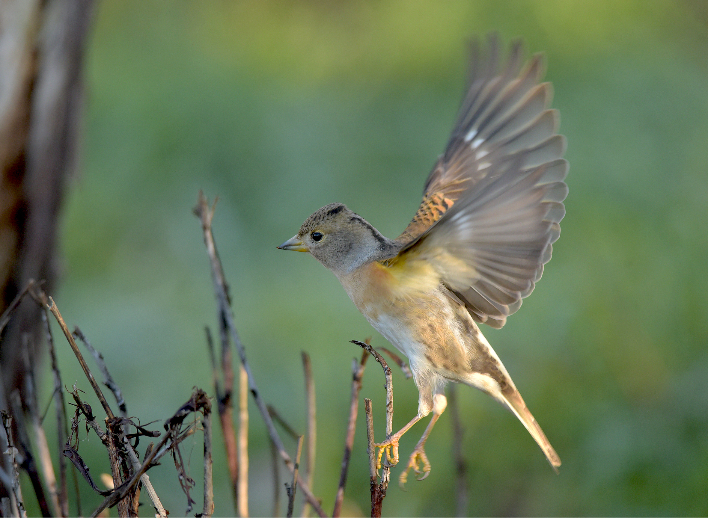 1-2-3 ...via,  si vola