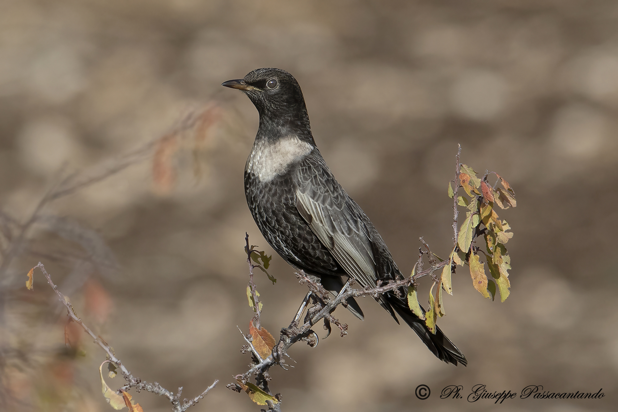 collared blackbird