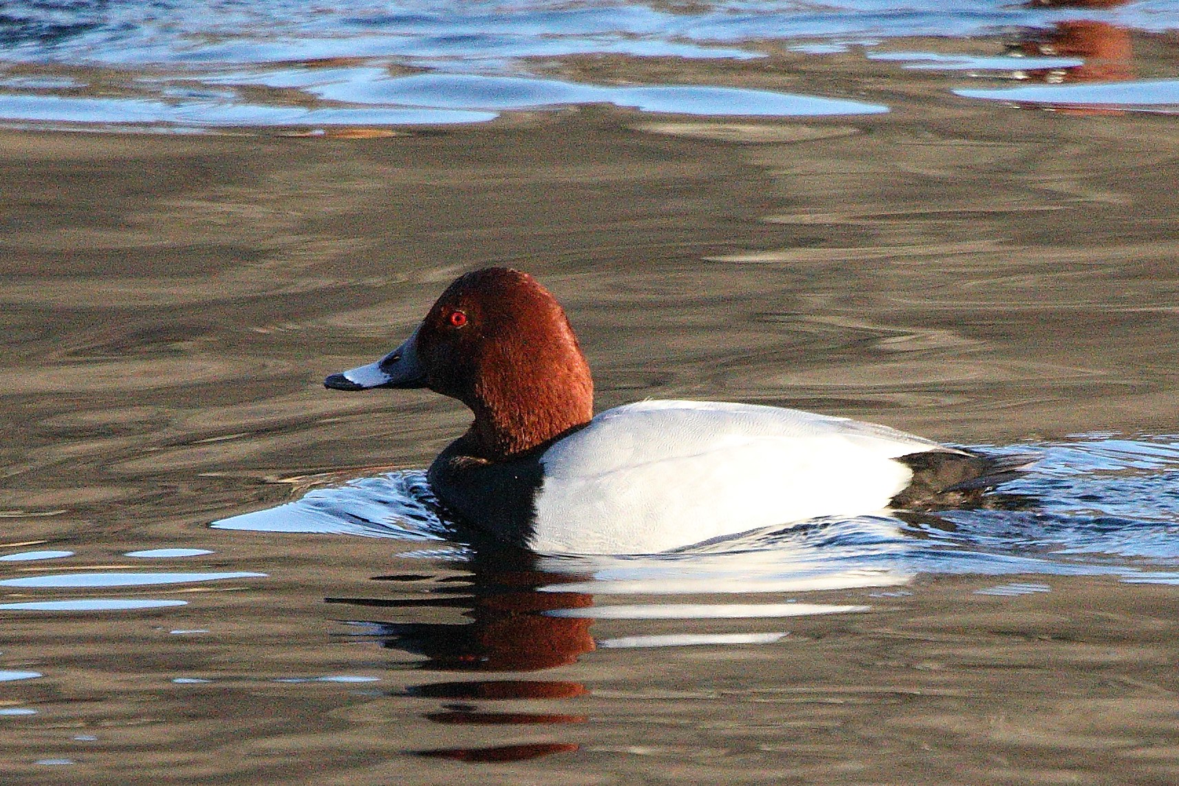 Common pochard