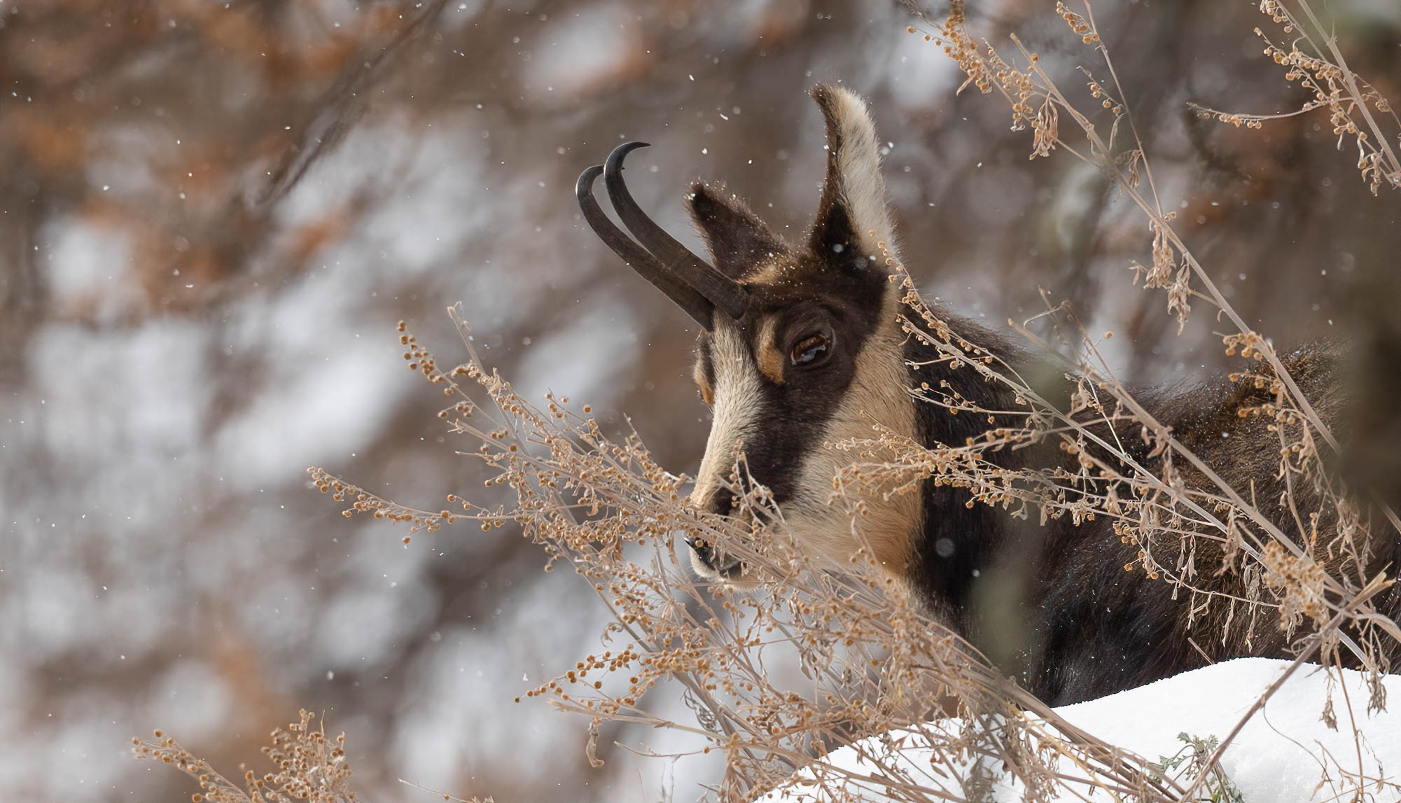 Chamois in " paradise "