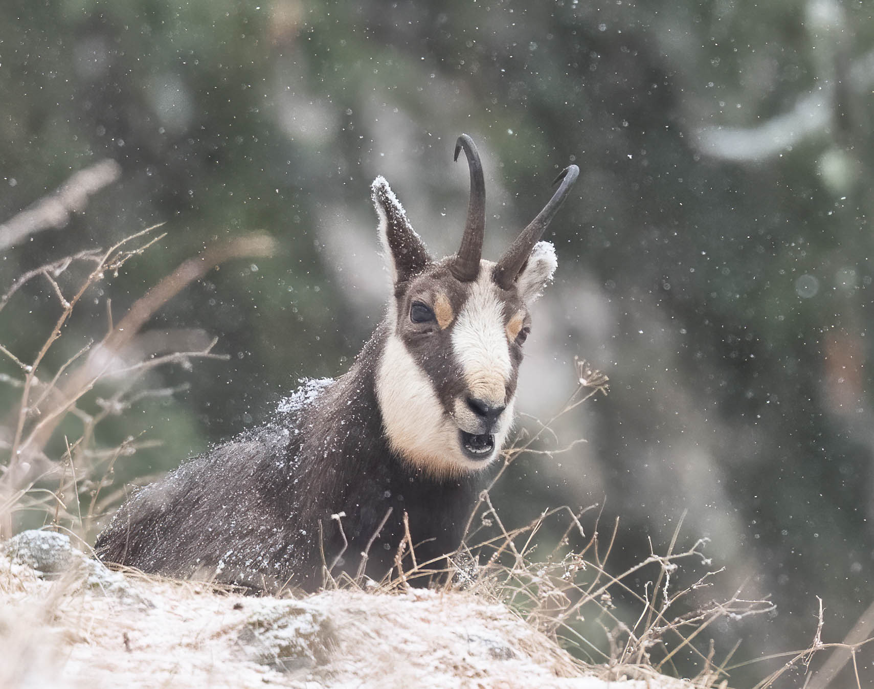 Let it snow, let it snow, let it snow