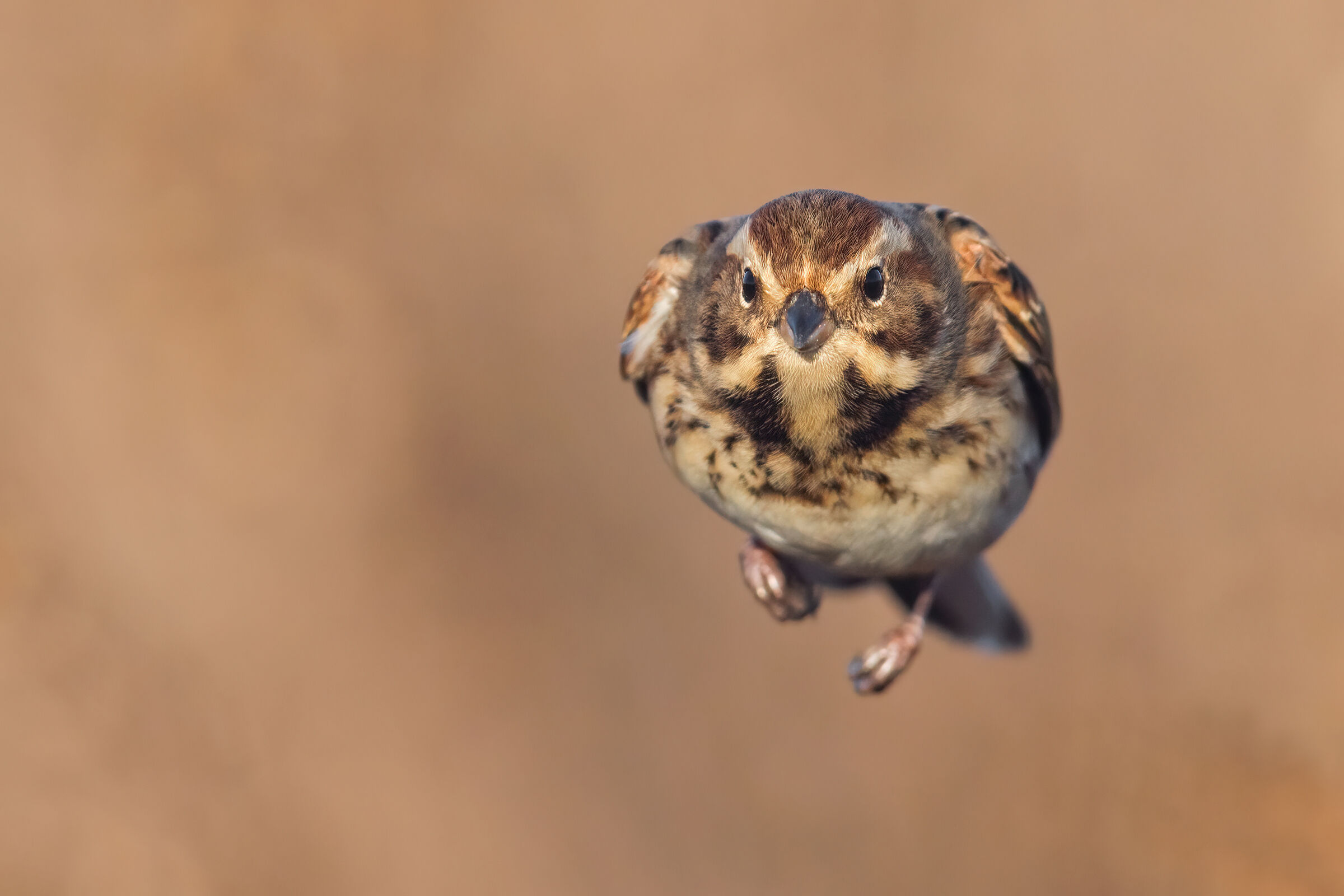 il siluro (Migliarino)