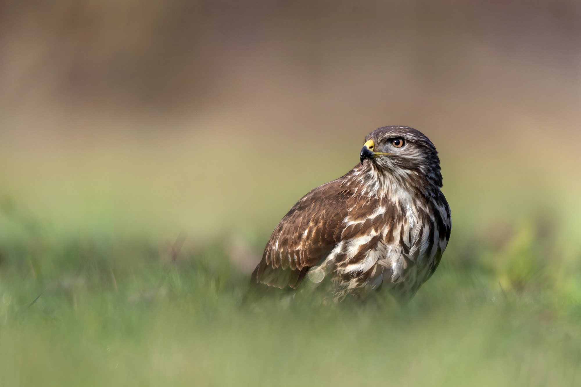 Buzzard on the ground