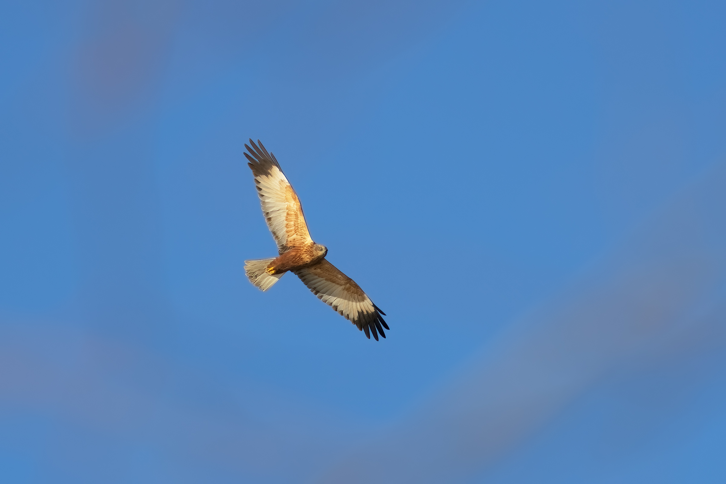 Falco di Palude tra i rami (Maschio)