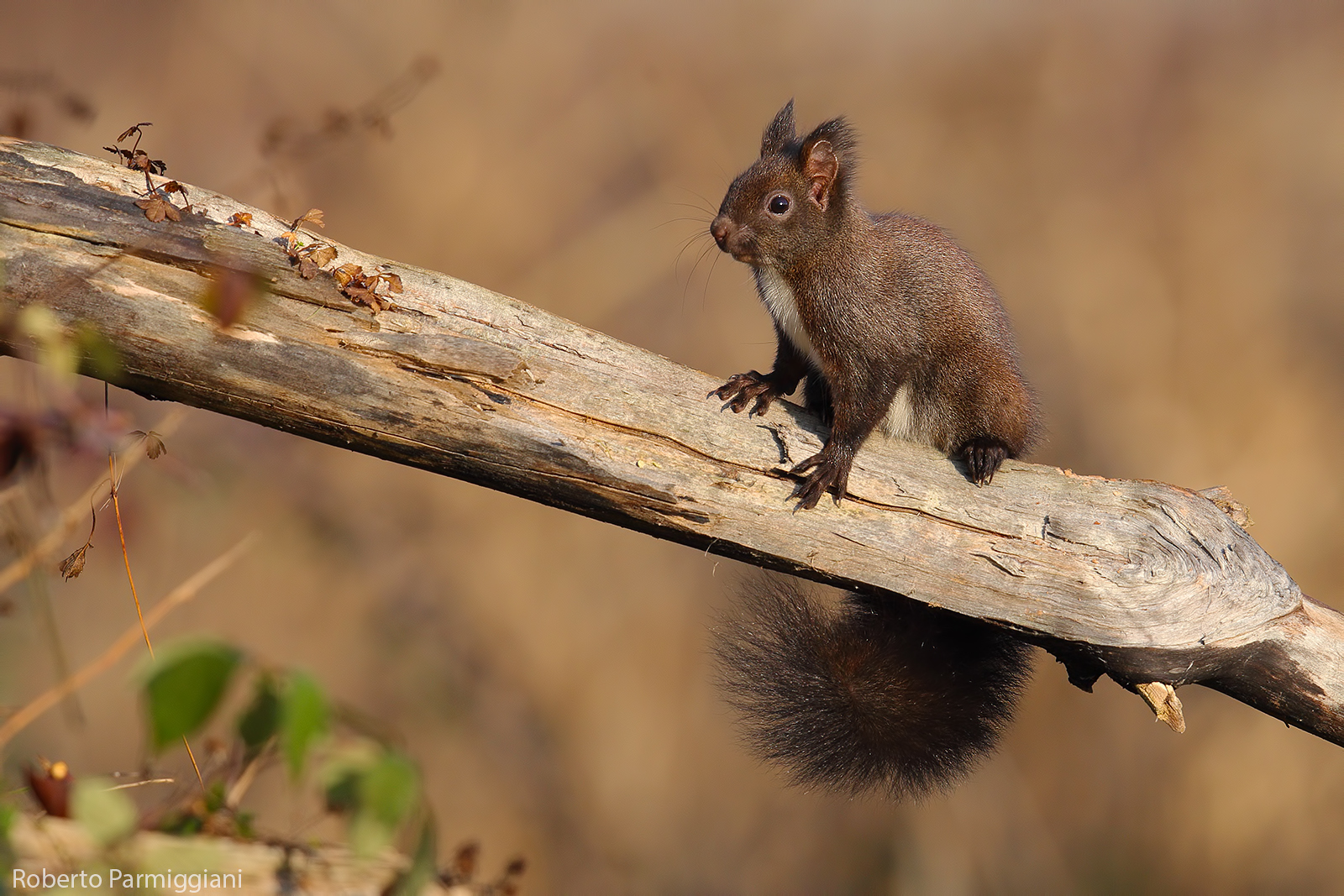 Composizione con scoiattolo