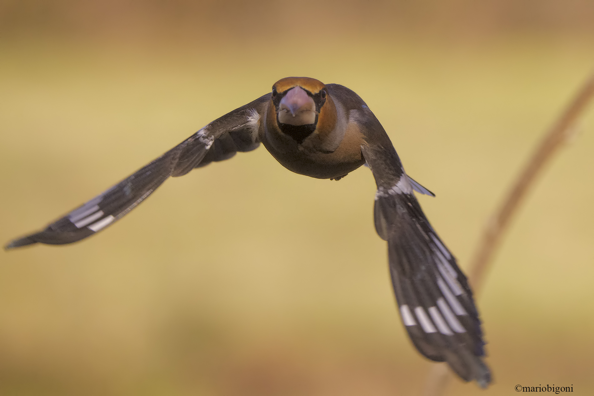 Hawfinch