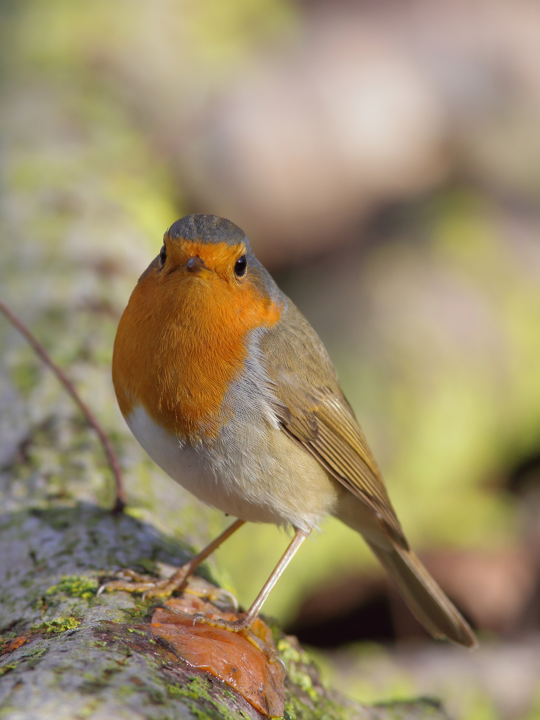Erithacus rubecula    o pettirosso