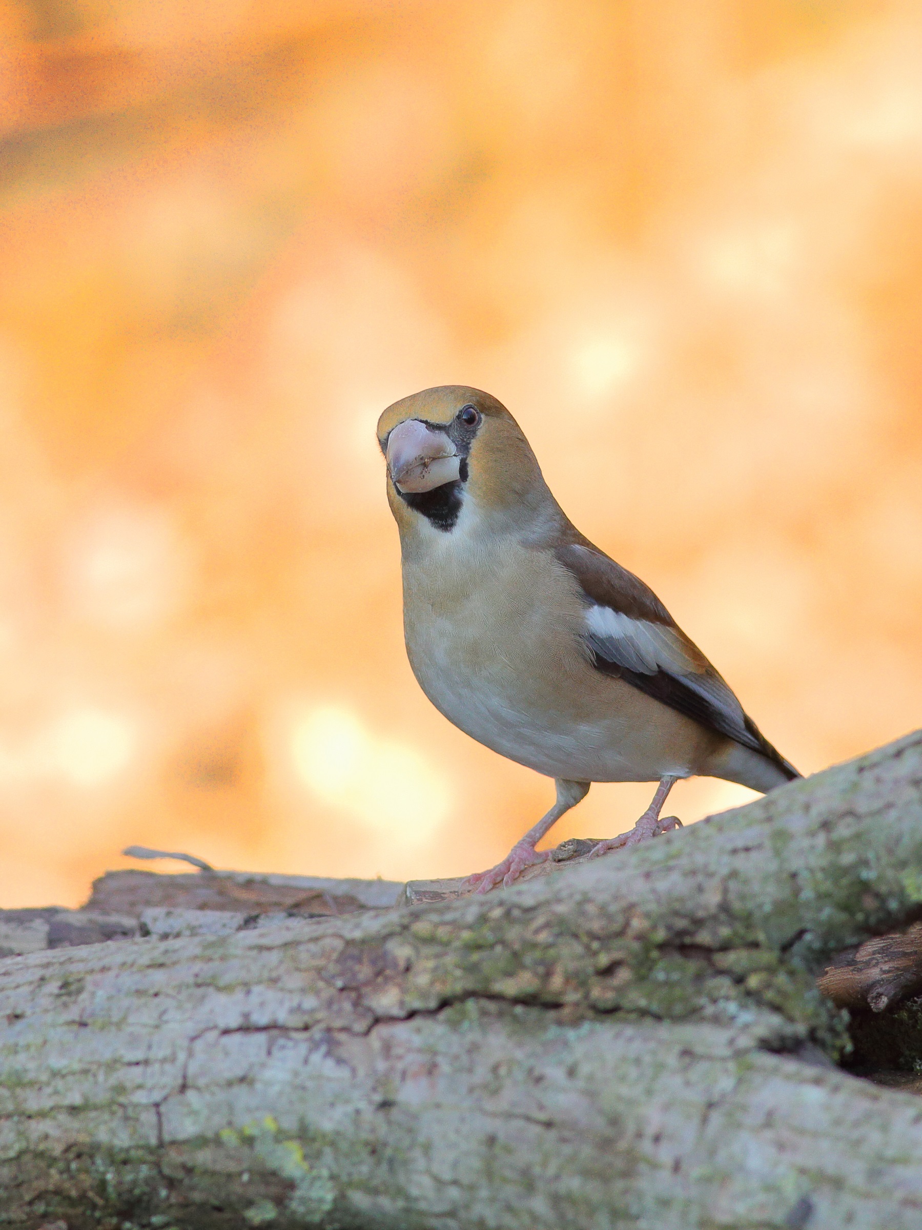 Coccothraustes coccothraustes  o frosone
