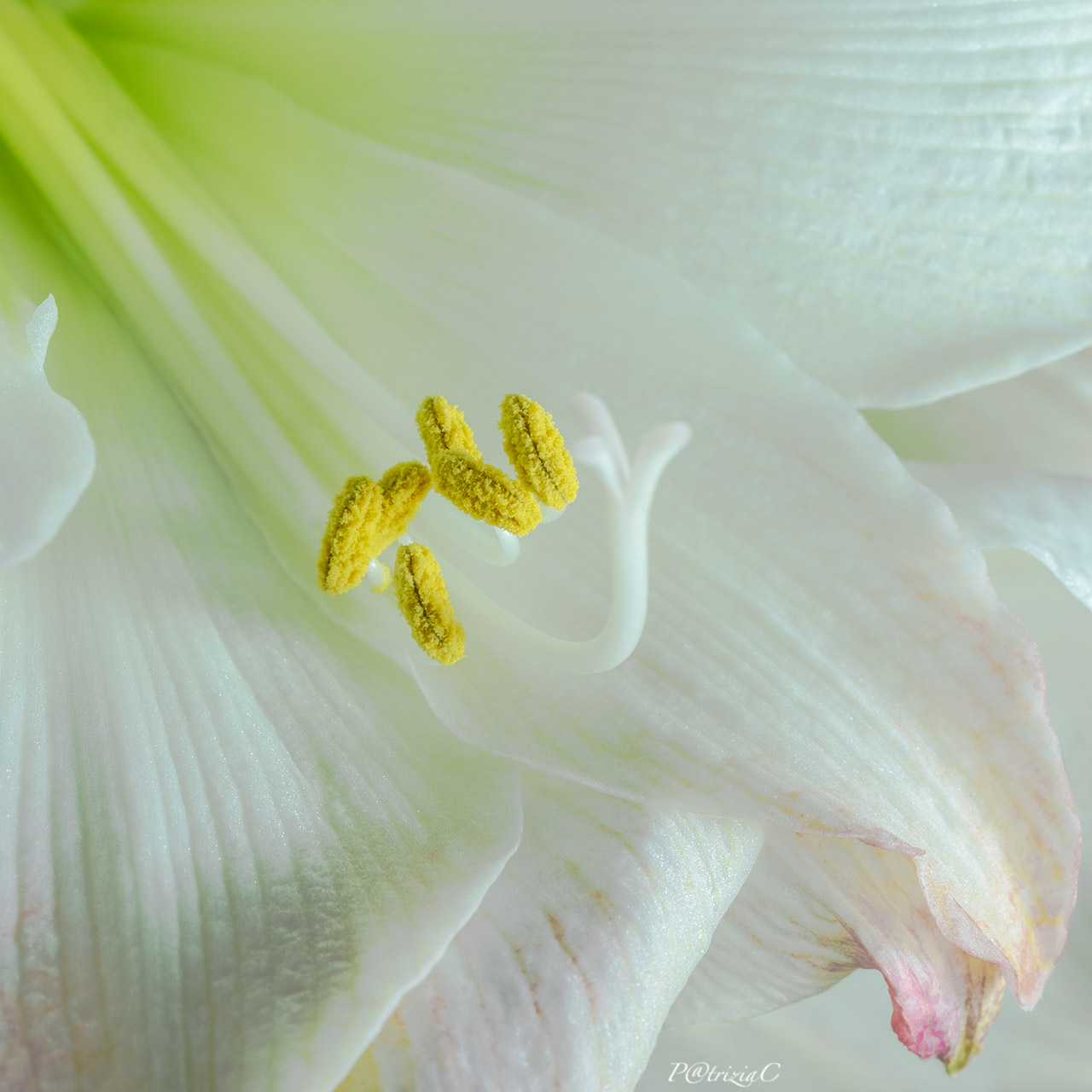 __amaryllis belladonna__
