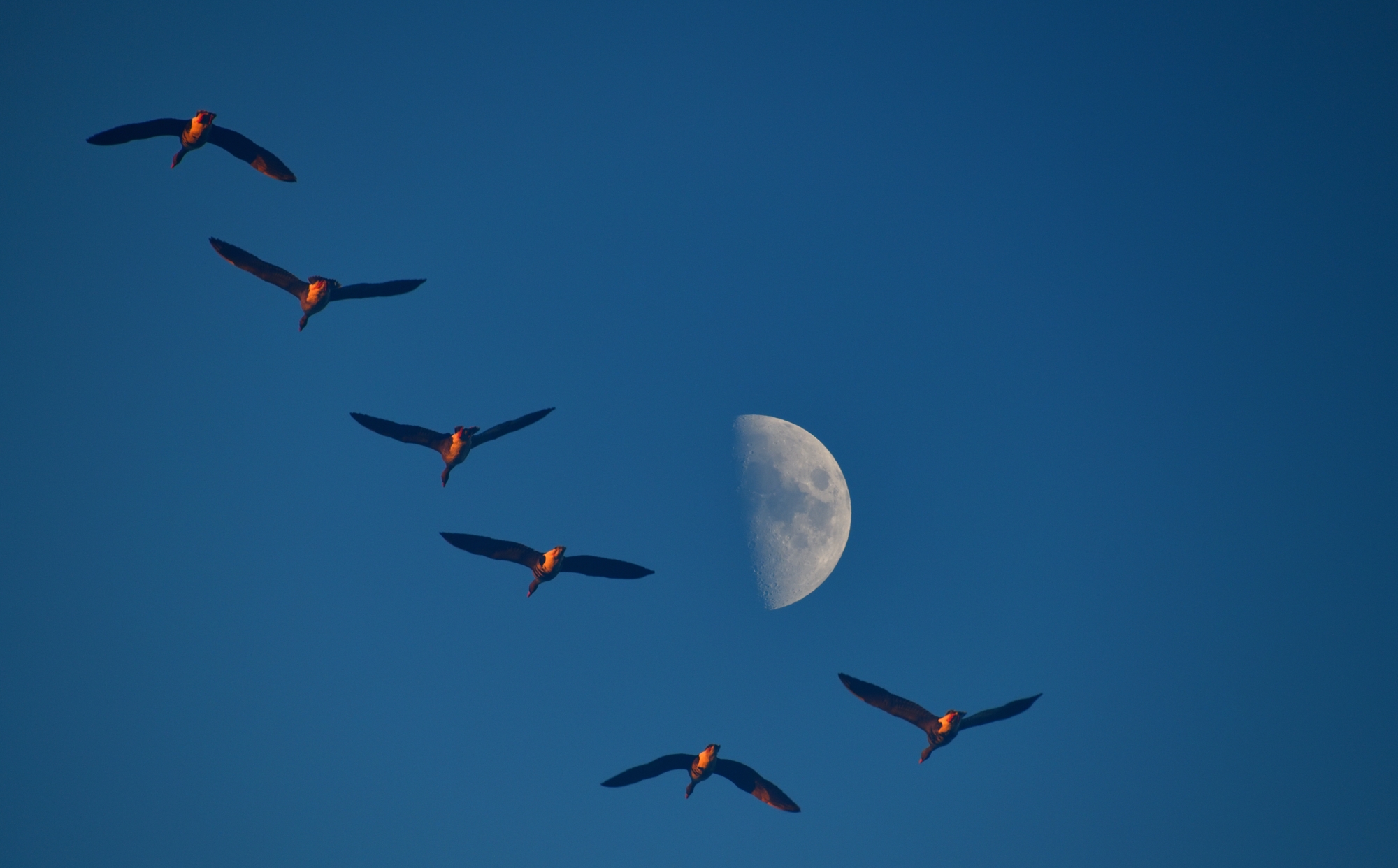 lombardelle at sunset...