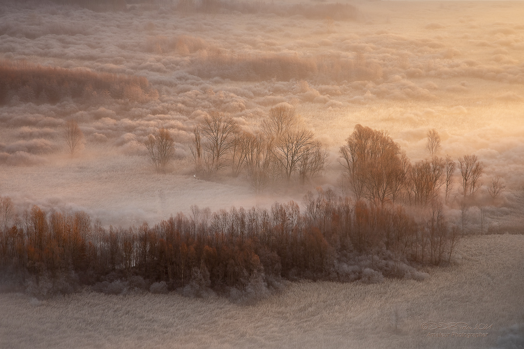 Frog fog and fantasy