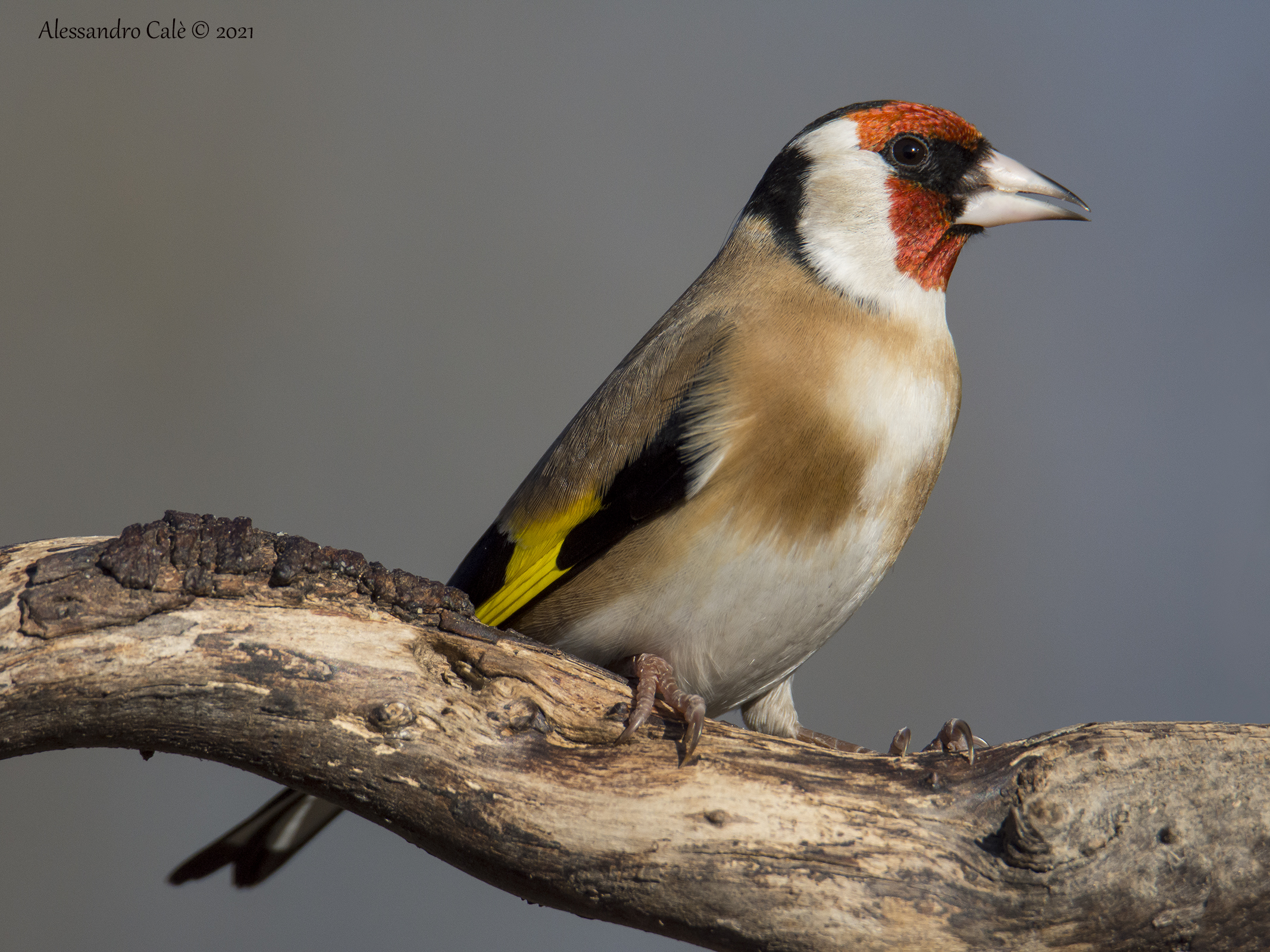 Carduelis carduelis (Cardellino) 2294