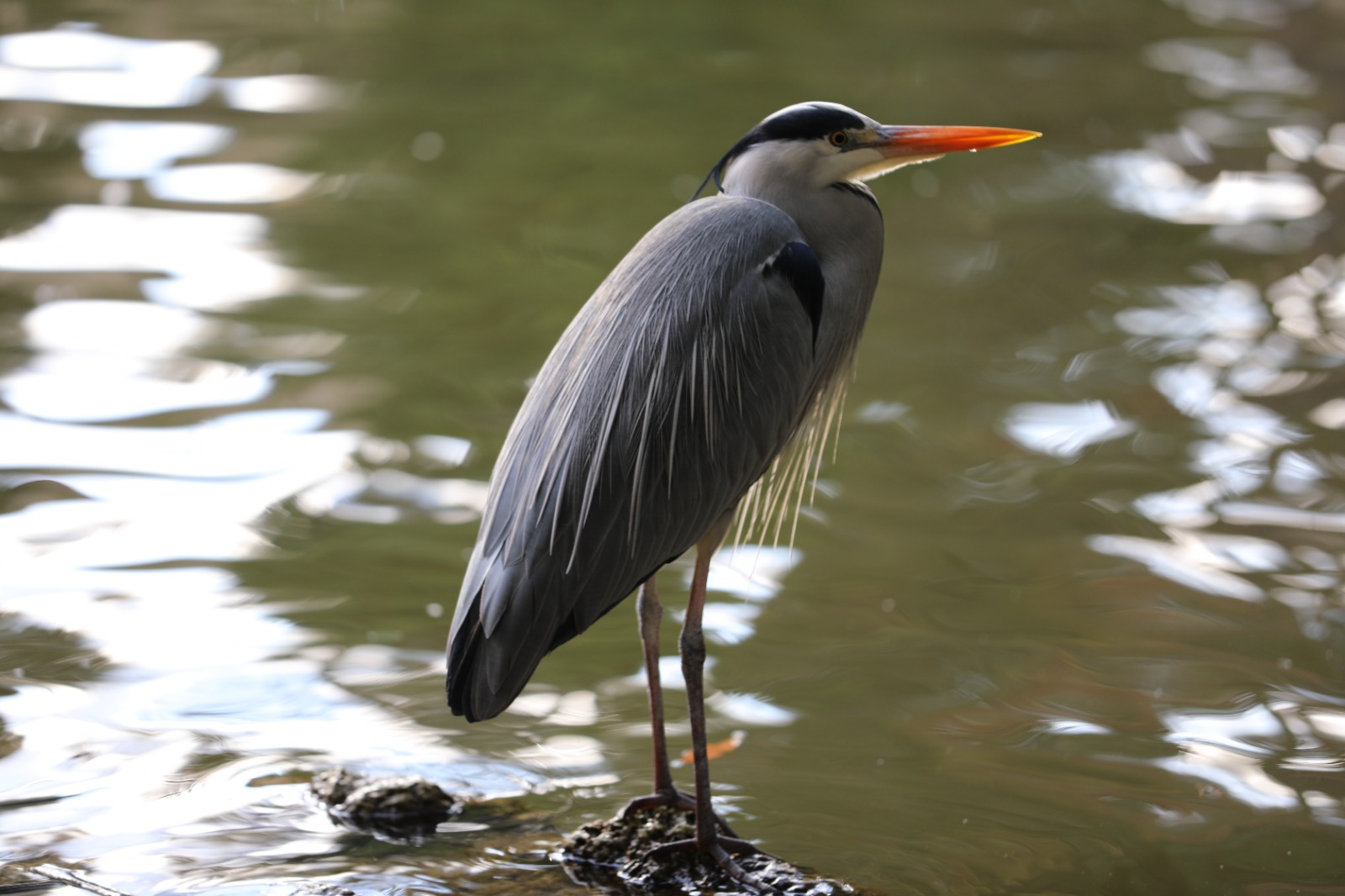 Heron