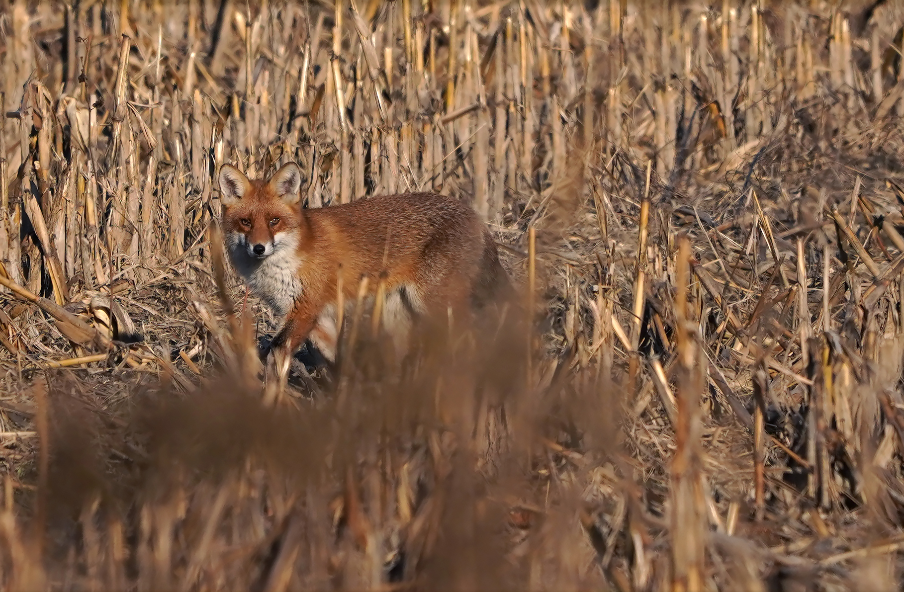ambientata in perlustrazione