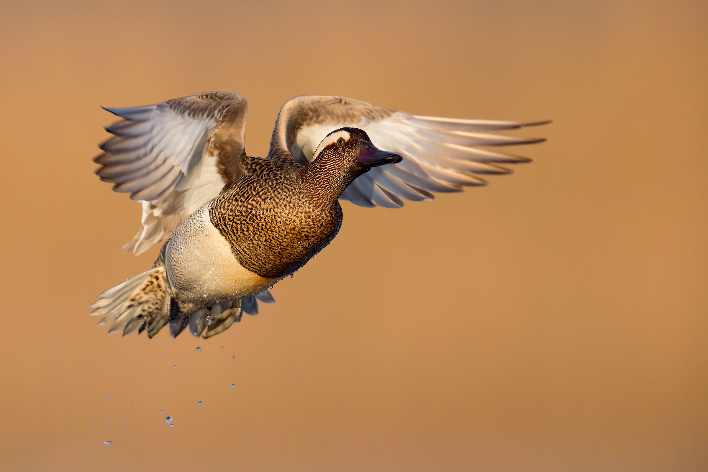 Garganey