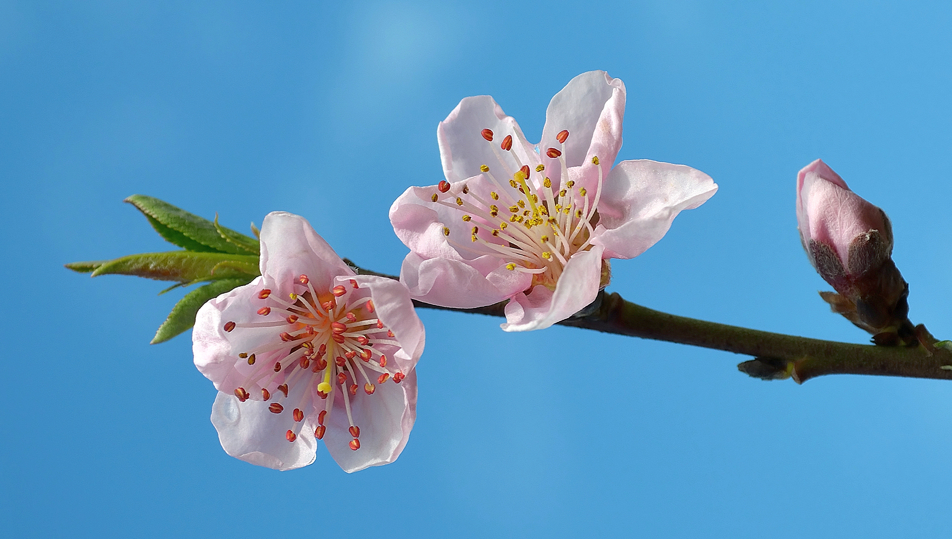 peach blossoms
