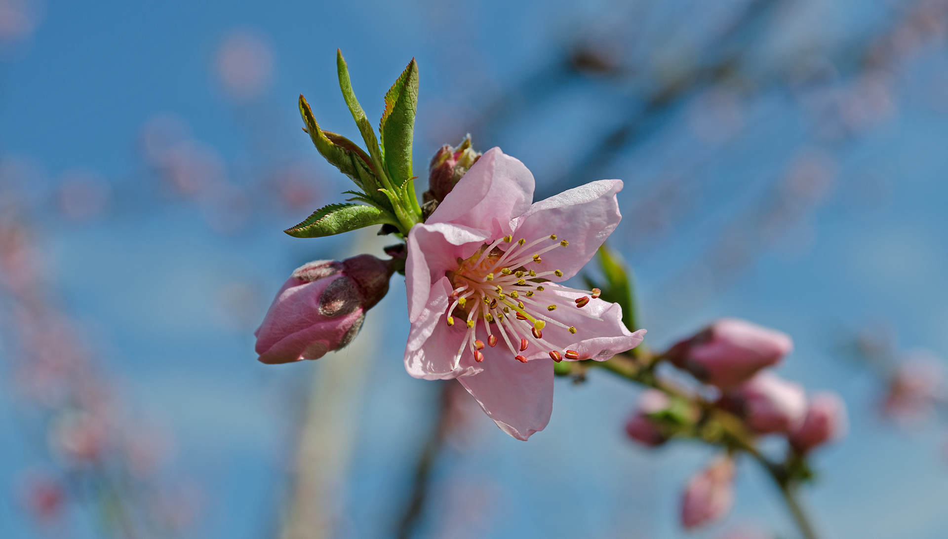 peach blossoms