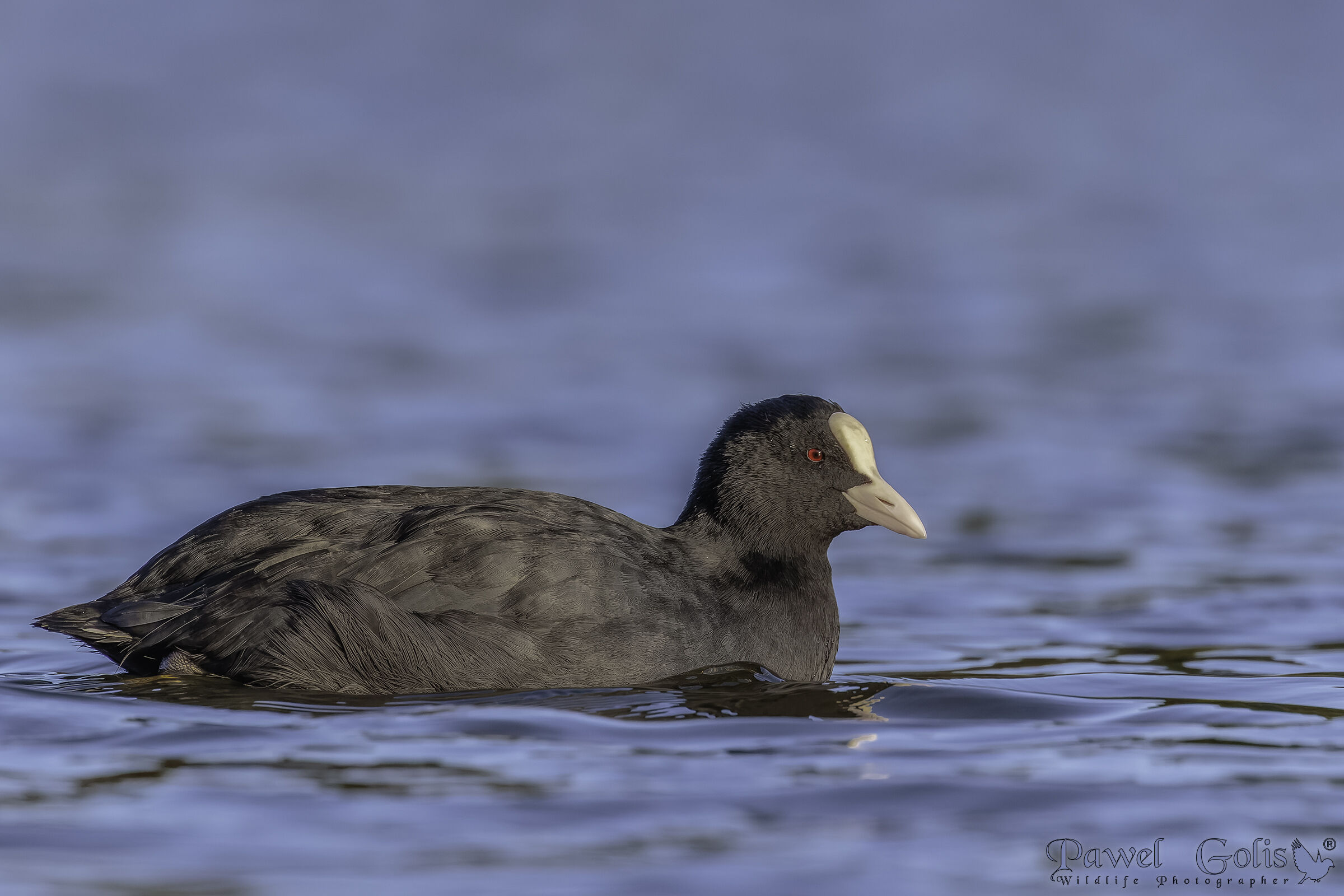Eurasian coot (Fulica atra)