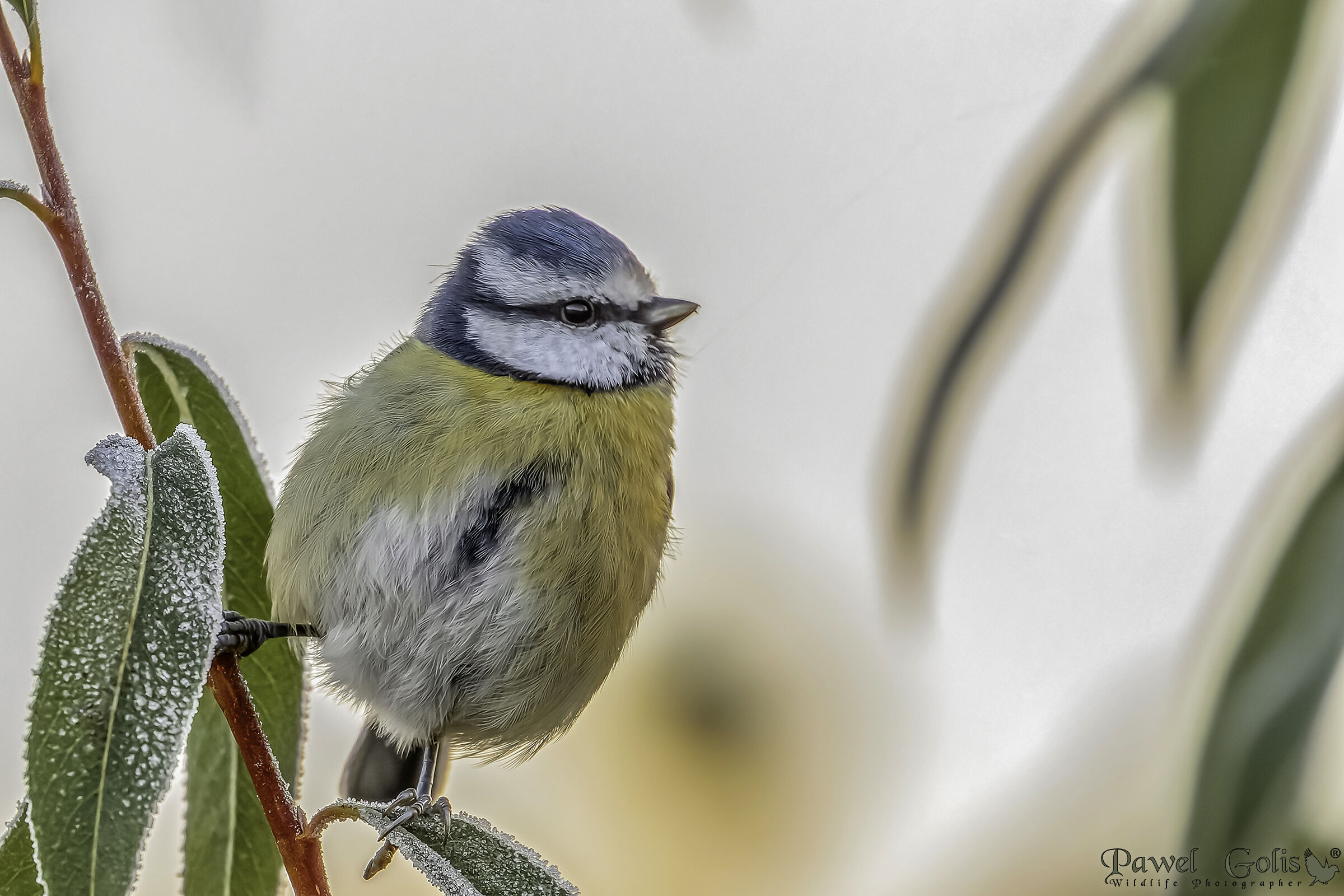 Cinciallegra eurasiatica (Cyanistes caeruleus)