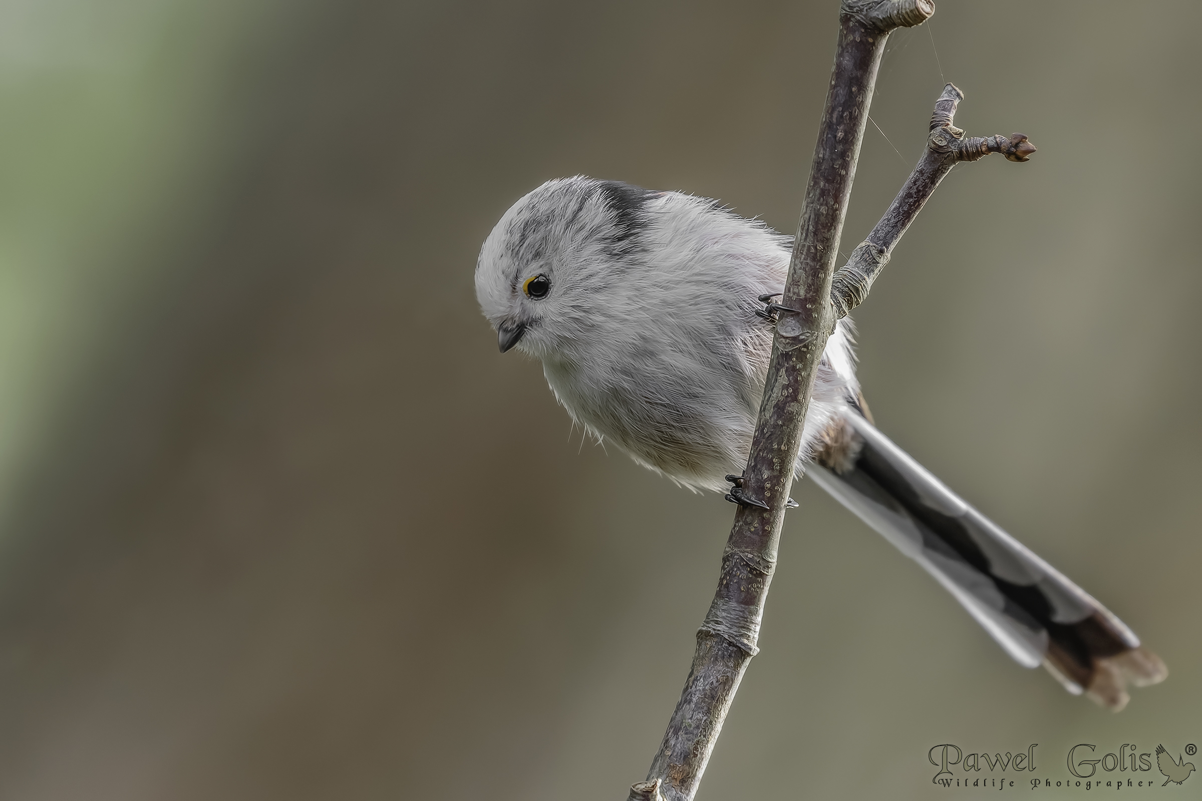 Bushtit dalla coda lunga (Aegithalos caudatus)