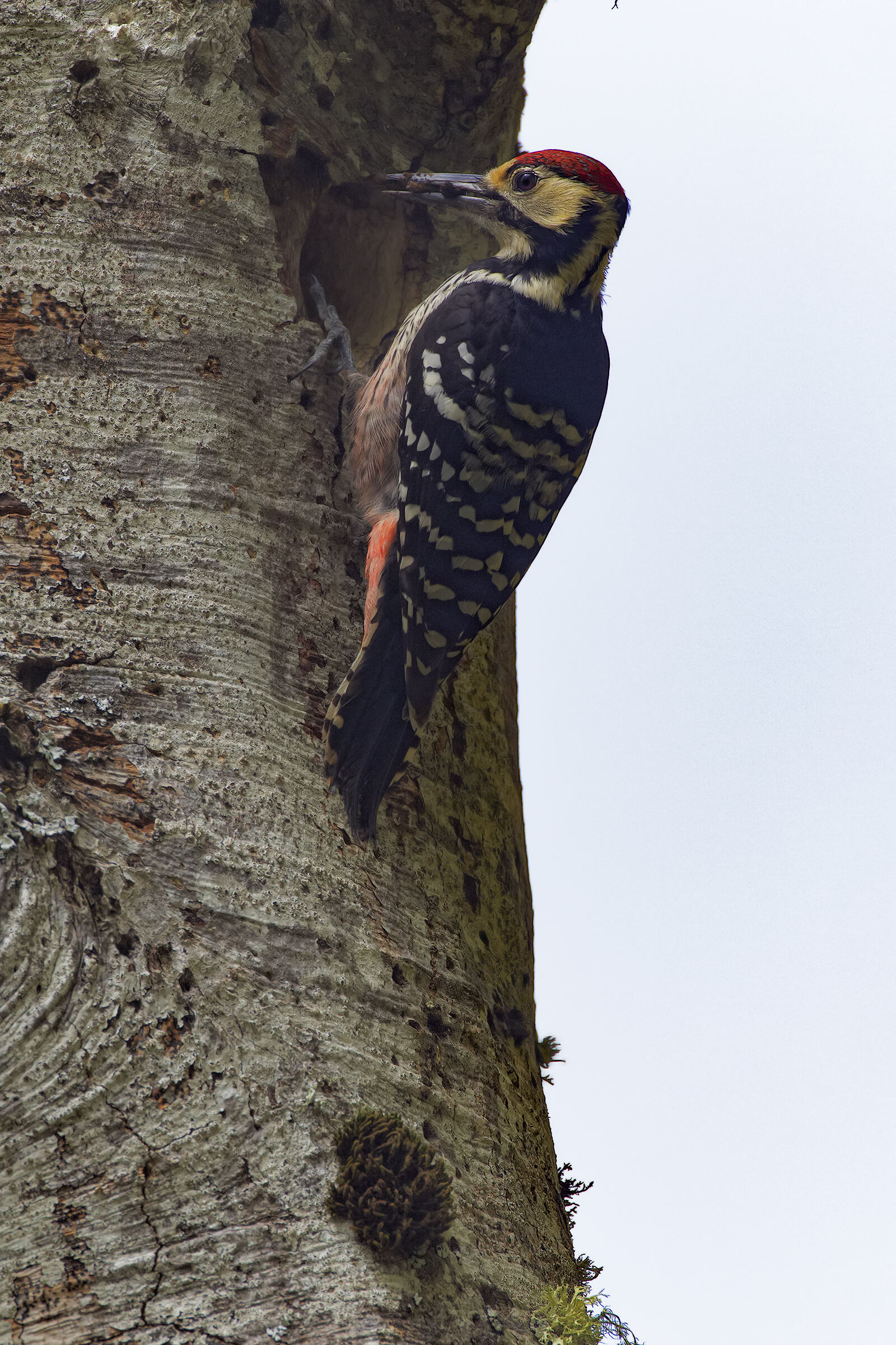 White-backed woodpecker