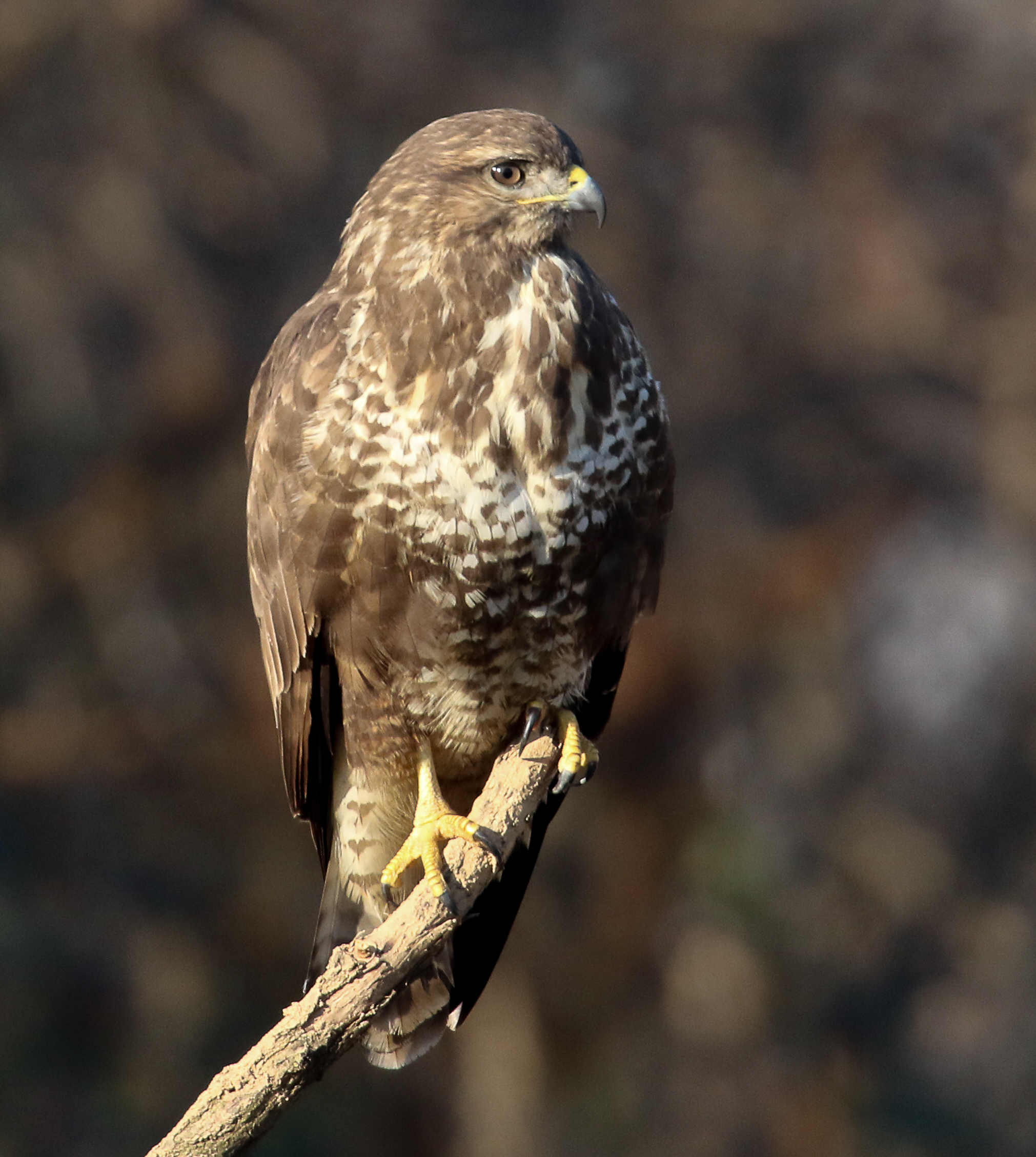 Buzzard - portrait :)